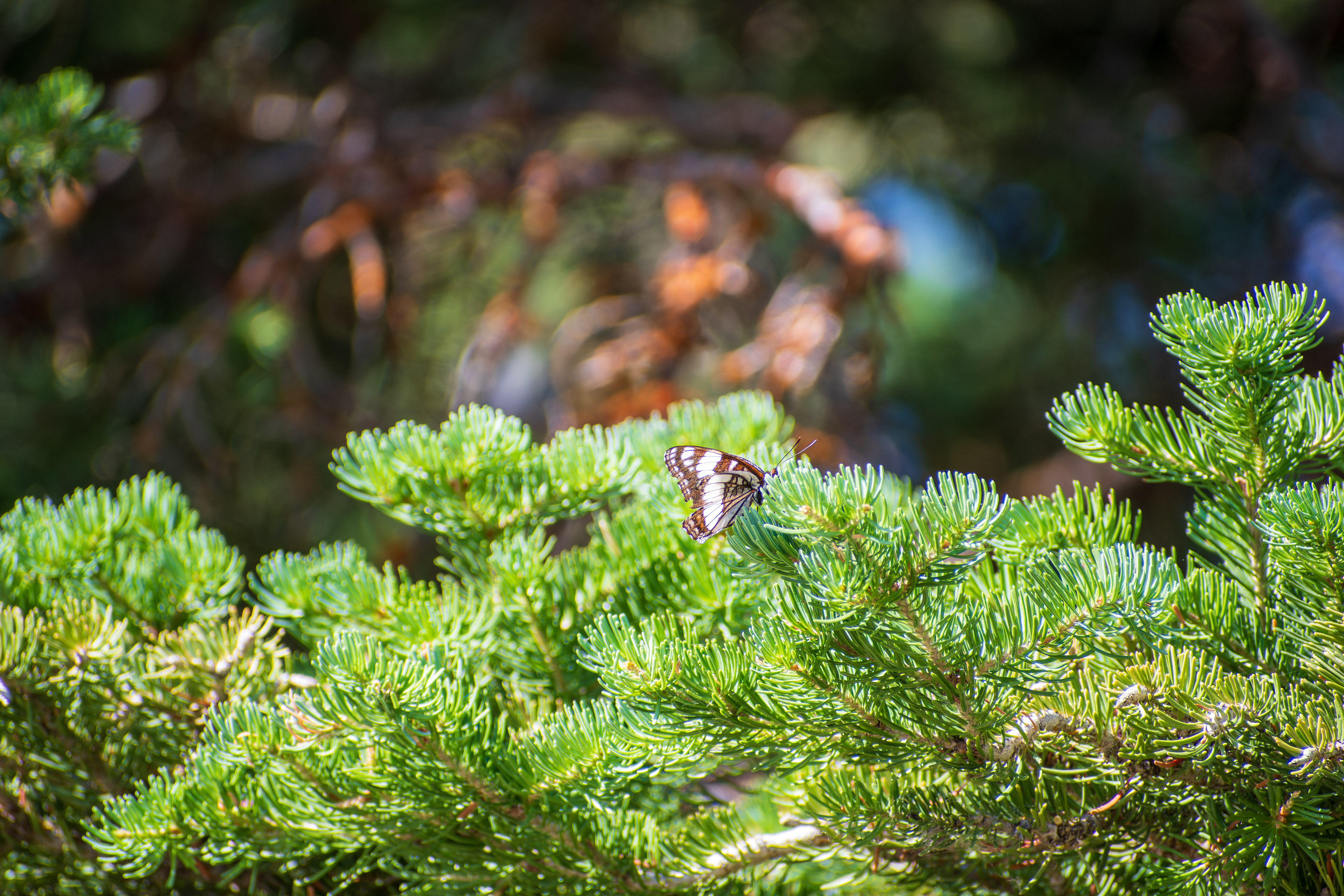 Summit County, Utah – July 20, 2025: A Lorquin's admiral butterfly briefly lands on the tip of a pine branch at Smith and Morehouse Reservoir.