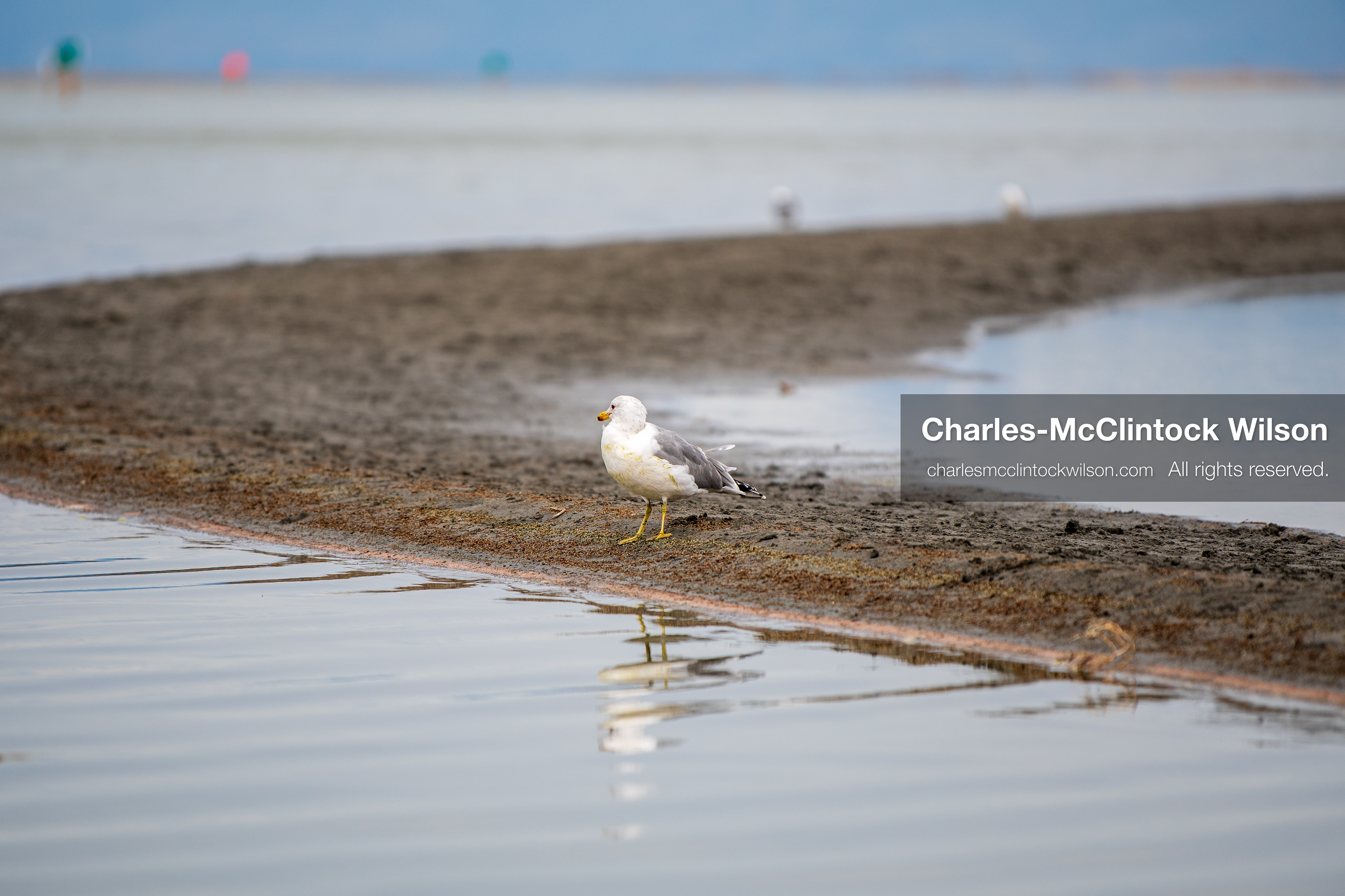 March 1, 2026, Great Salt Lake, Utah, USA: A bird stands near the shoreline of the Great Salt Lake as water levels in the region remain historically low. Reports from state officials and the Great Salt Lake Strike Team state that the lake continues to fall within a serious adverse‑effects range, with elevations among the lowest recorded in more than one hundred years. The lake has drawn increased public attention as lawmakers consider large‑scale water projects and long‑term plans to address declining conditions. (Credit Image: © Charles‑McClintock Wilson/ZUMA Press Wire)