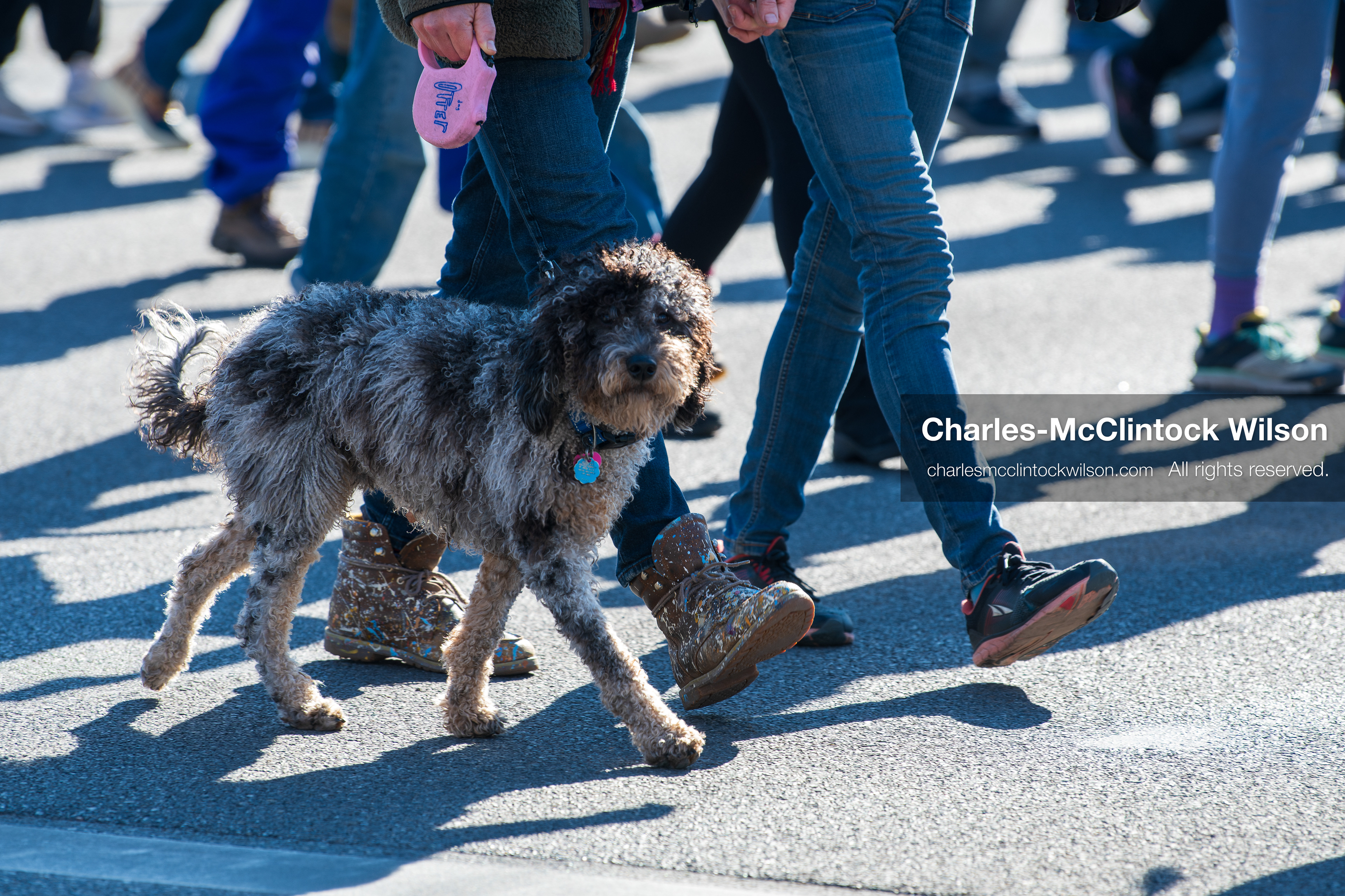 Salt Lake City, Utah, January 10, 2026: A dog walks alongside protesters during the ICE Out for Good protest at Washington Square Park, a demonstration calling for justice for Renee Nicole Good. (Credit Image: © Charles‑McClintock Wilson/ZUMA Press Wire)