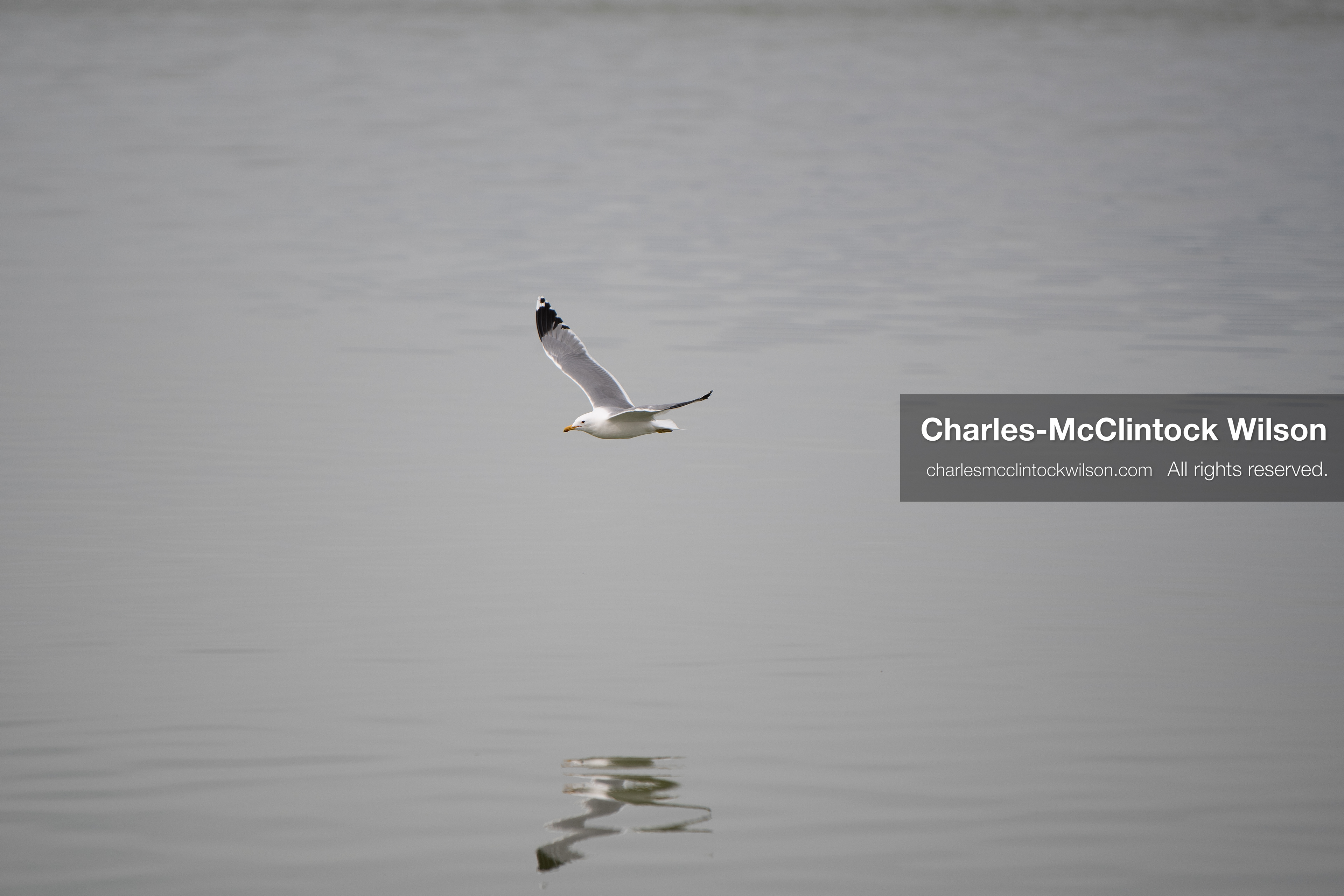 March 1, 2026, Great Salt Lake, Utah, USA: A bird flies low over the surface of the Great Salt Lake as water levels in the region remain historically low. Reports from state officials and the Great Salt Lake Strike Team state that the lake continues to fall within a serious adverse‑effects range, with elevations among the lowest recorded in more than one hundred years. The lake has drawn increased public attention as lawmakers consider large‑scale water projects and long‑term plans to address declining conditions. (Credit Image: © Charles‑McClintock Wilson/ZUMA Press Wire)