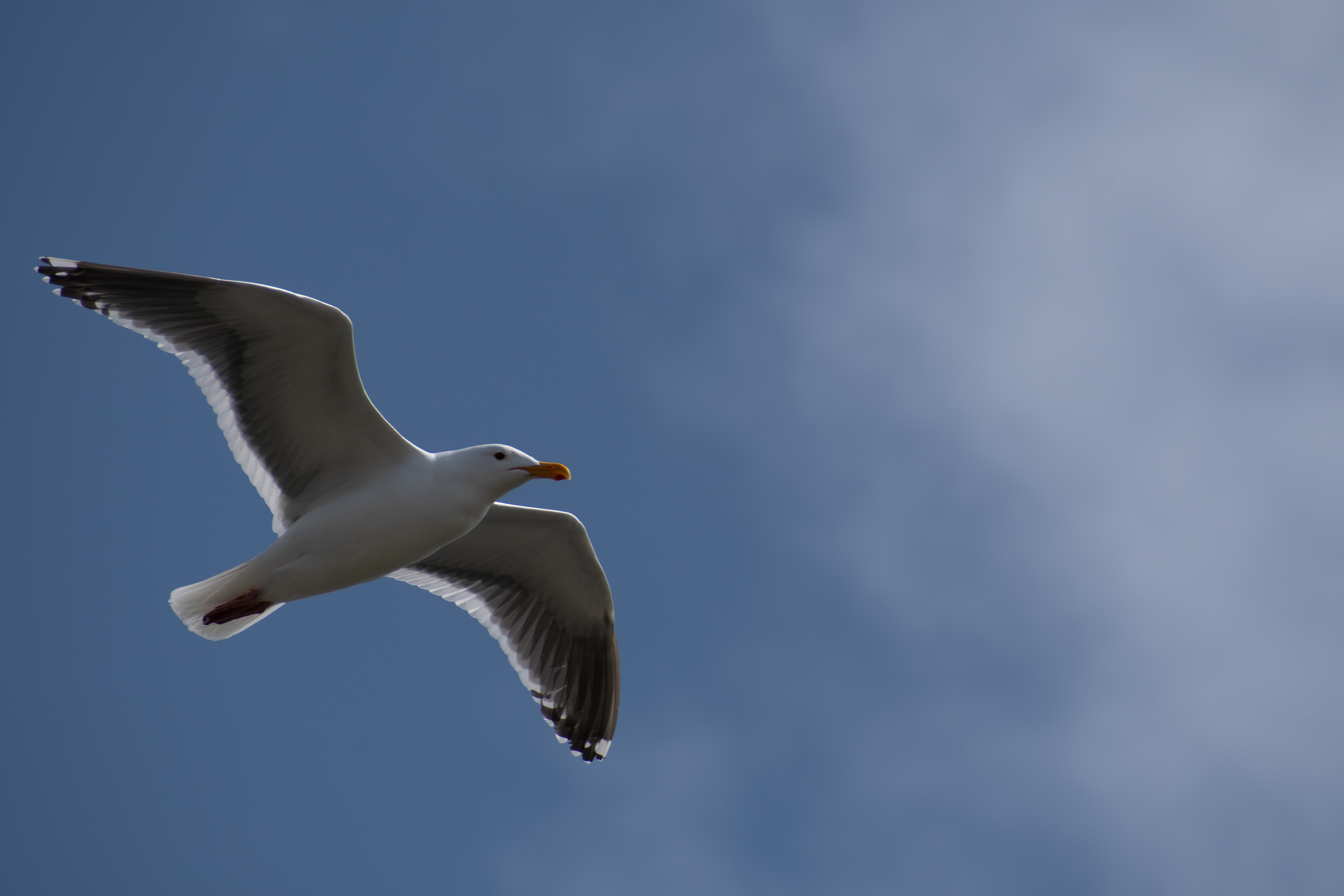 CANNON BEACH, OR - APRIL 12: A seagull soars against a clear blue sky over Cannon Beach on April 12, 2025, in Cannon Beach, Oregon. The iconic Pacific Northwest coastline is a popular destination for wildlife photography and birdwatching.