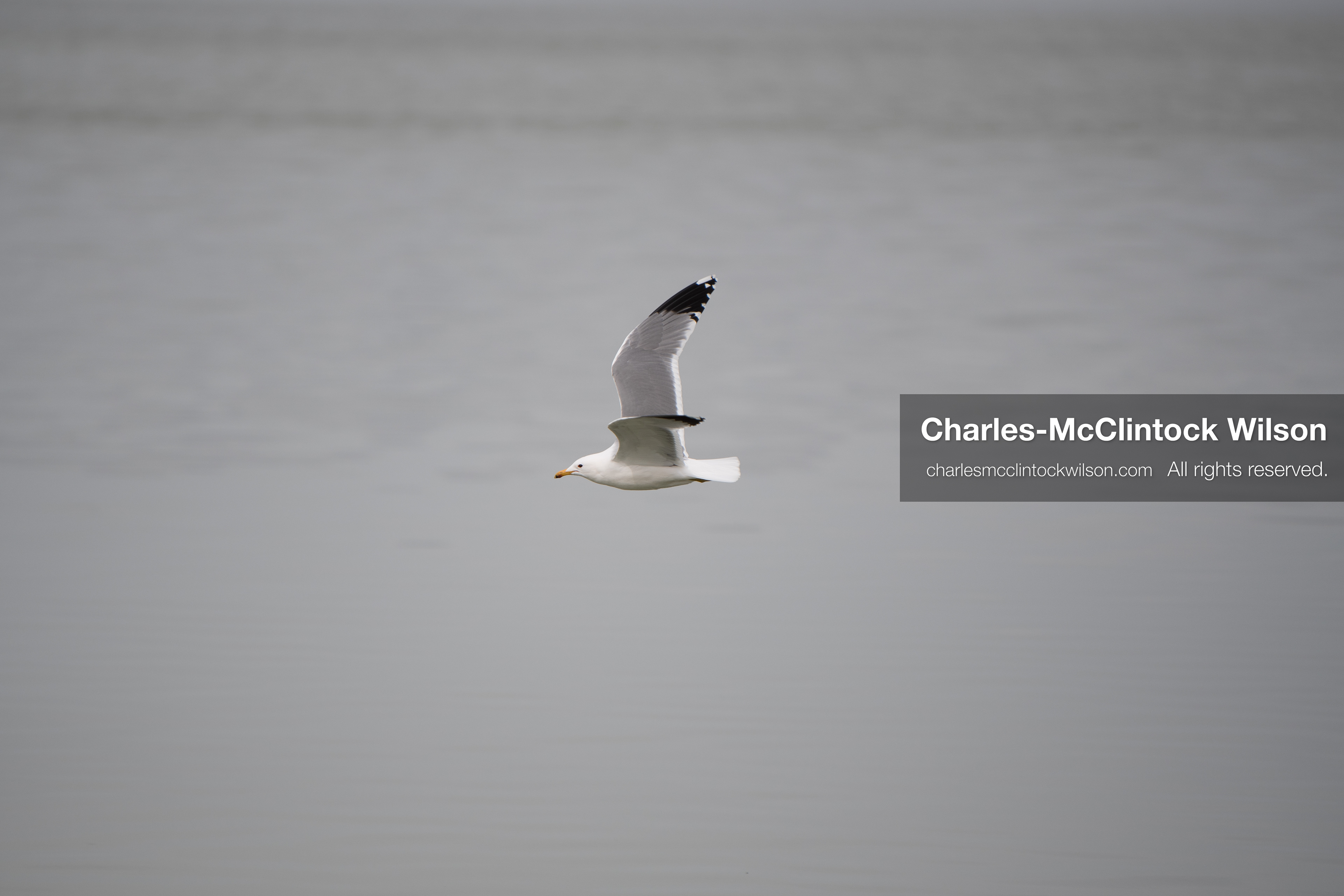 March 1, 2026, Great Salt Lake, Utah, USA: A bird flies low over the surface of the Great Salt Lake as water levels in the region remain historically low. Reports from state officials and the Great Salt Lake Strike Team state that the lake continues to fall within a serious adverse‑effects range, with elevations among the lowest recorded in more than one hundred years. The lake has drawn increased public attention as lawmakers consider large‑scale water projects and long‑term plans to address declining conditions. (Credit Image: © Charles‑McClintock Wilson/ZUMA Press Wire)