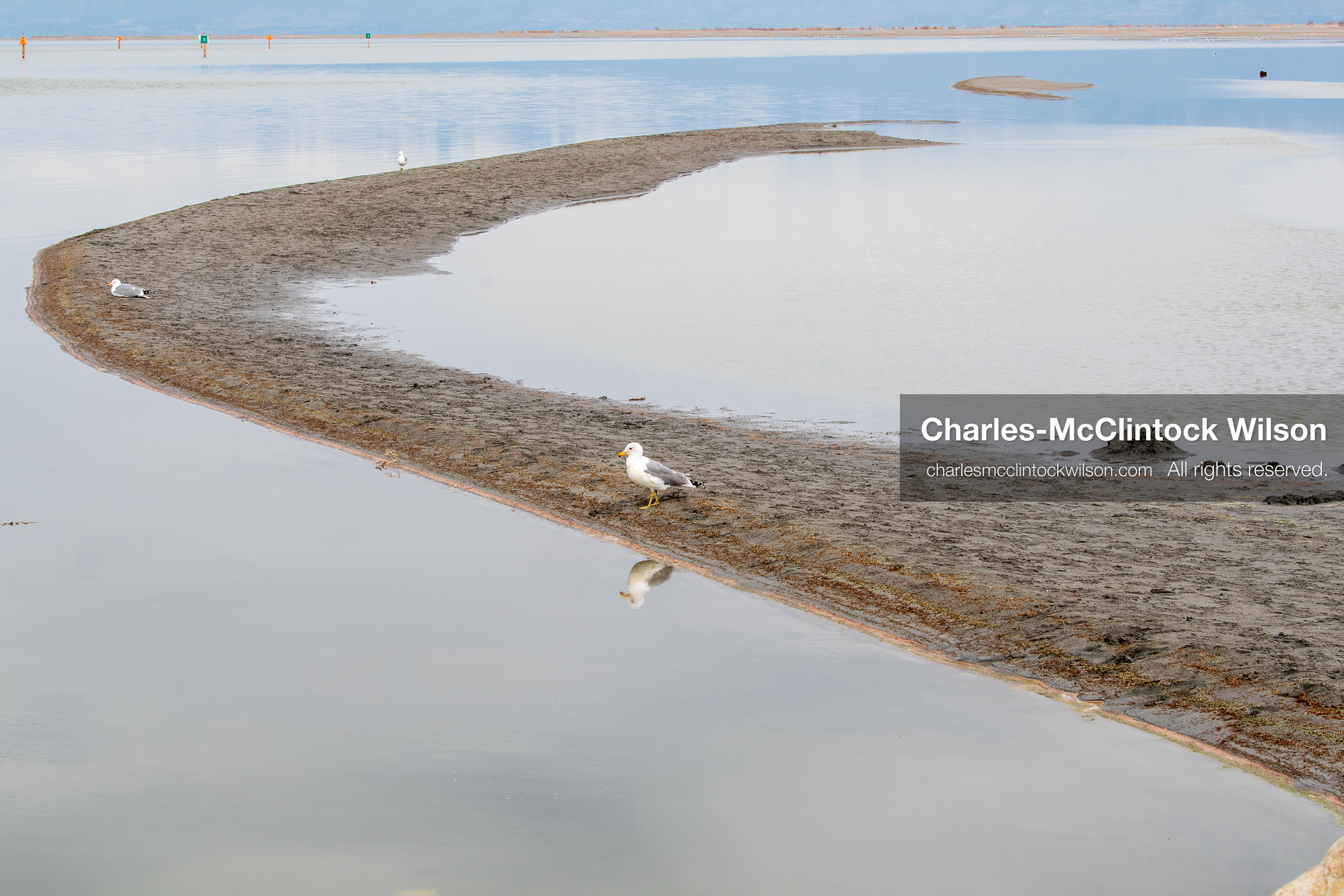 March 1, 2026, Great Salt Lake, Utah, USA: Birds gather on a sandbar at the Great Salt Lake with snow‑covered mountains in the distance as the region continues to experience historically low water levels. Reports from state officials and the Great Salt Lake Strike Team state that the lake remains in a serious adverse‑effects range, with elevations among the lowest recorded in more than one hundred years. The lake has drawn increased public attention as lawmakers consider large‑scale water projects and long‑term plans to address declining conditions. (Credit Image: © Charles‑McClintock Wilson/ZUMA Press Wire)