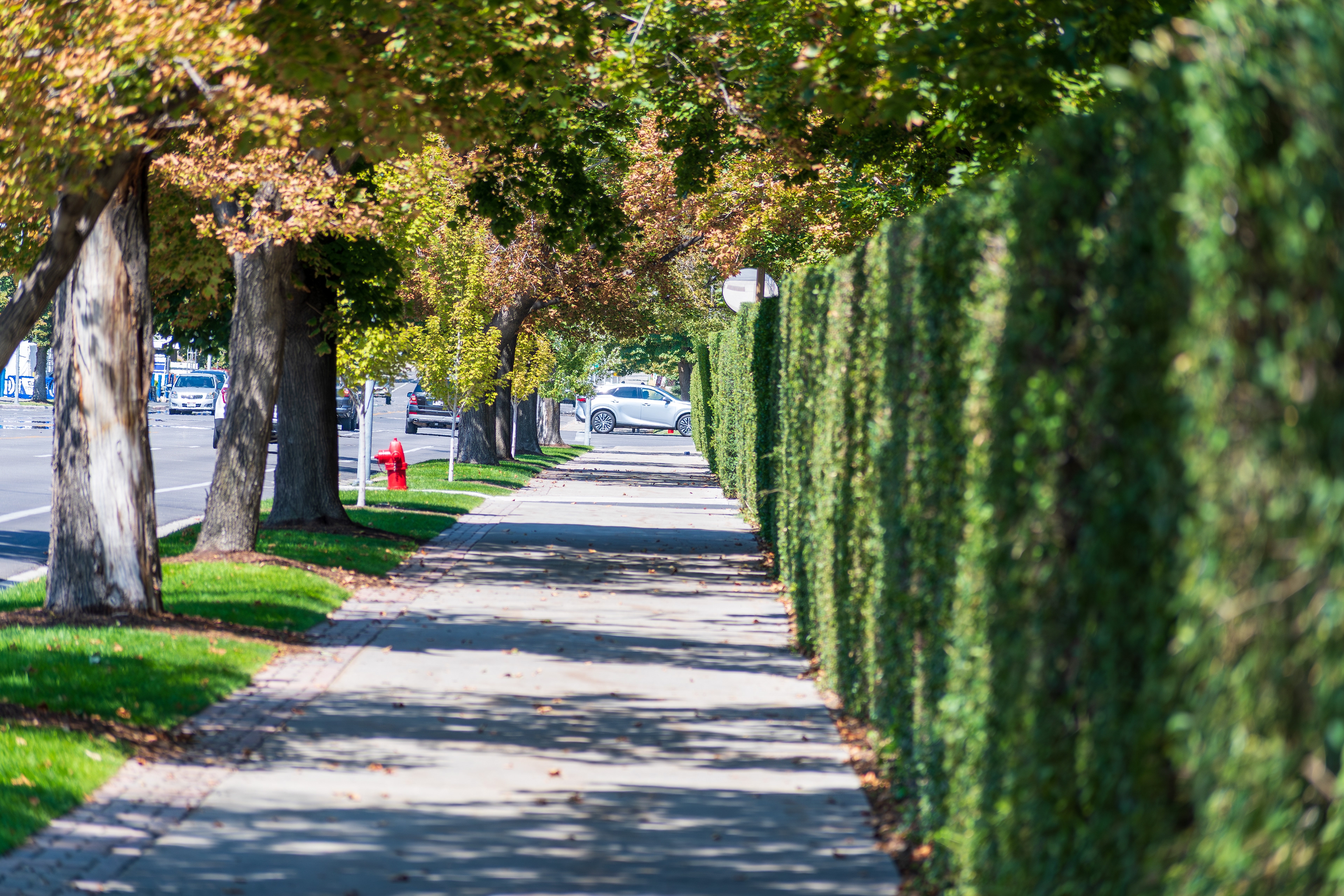 Provo, Utah — September 1, 2025: A quiet residential sidewalk bordered by trimmed hedges and tree-lined shadows stretches alongside a suburban street with parked cars in Provo, Utah, United States. 