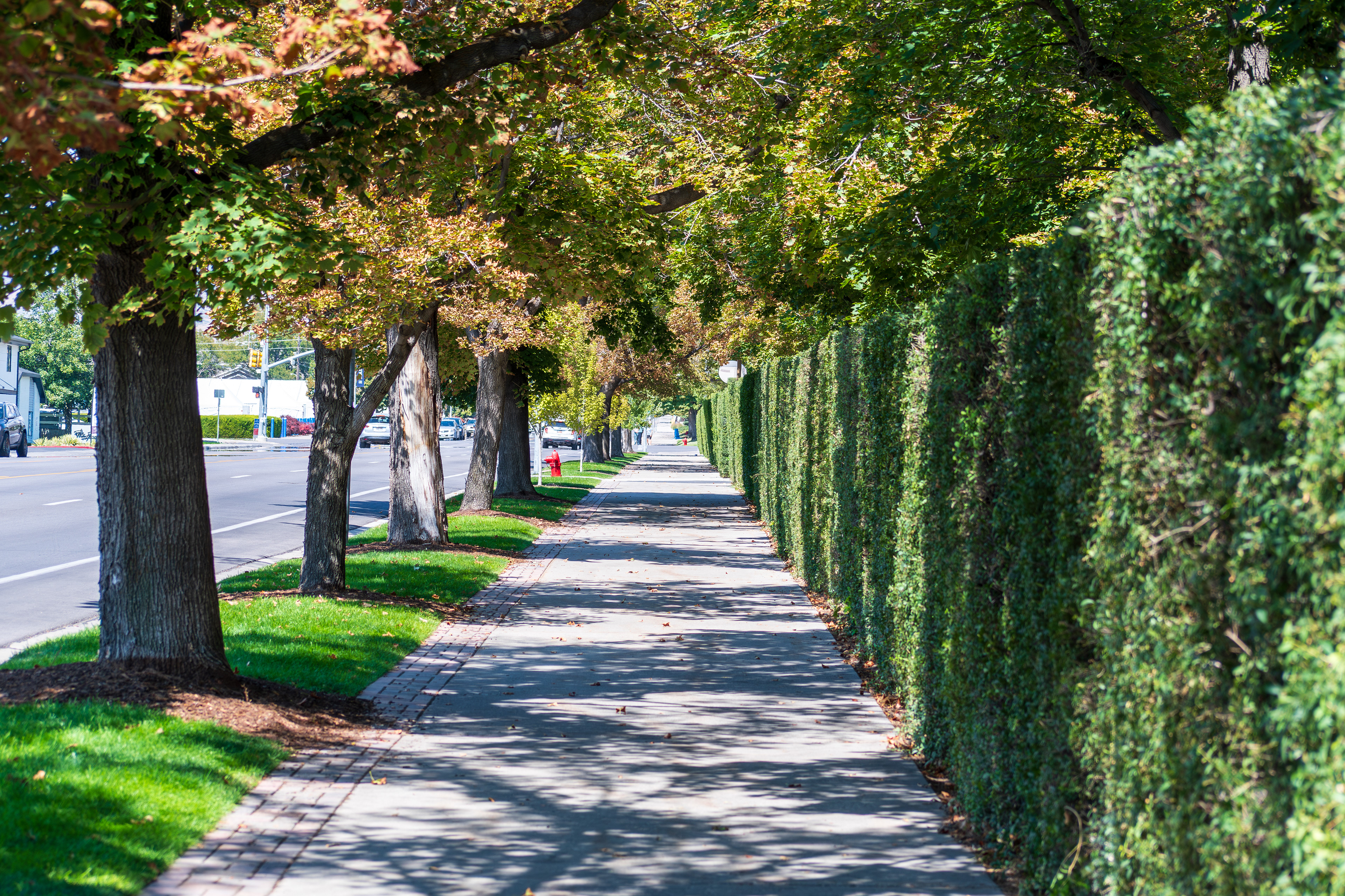 Provo, Utah — September 1, 2025: A quiet residential sidewalk bordered by trimmed hedges and tree-lined shadows stretches alongside a suburban street with parked cars in Provo, Utah, United States. 