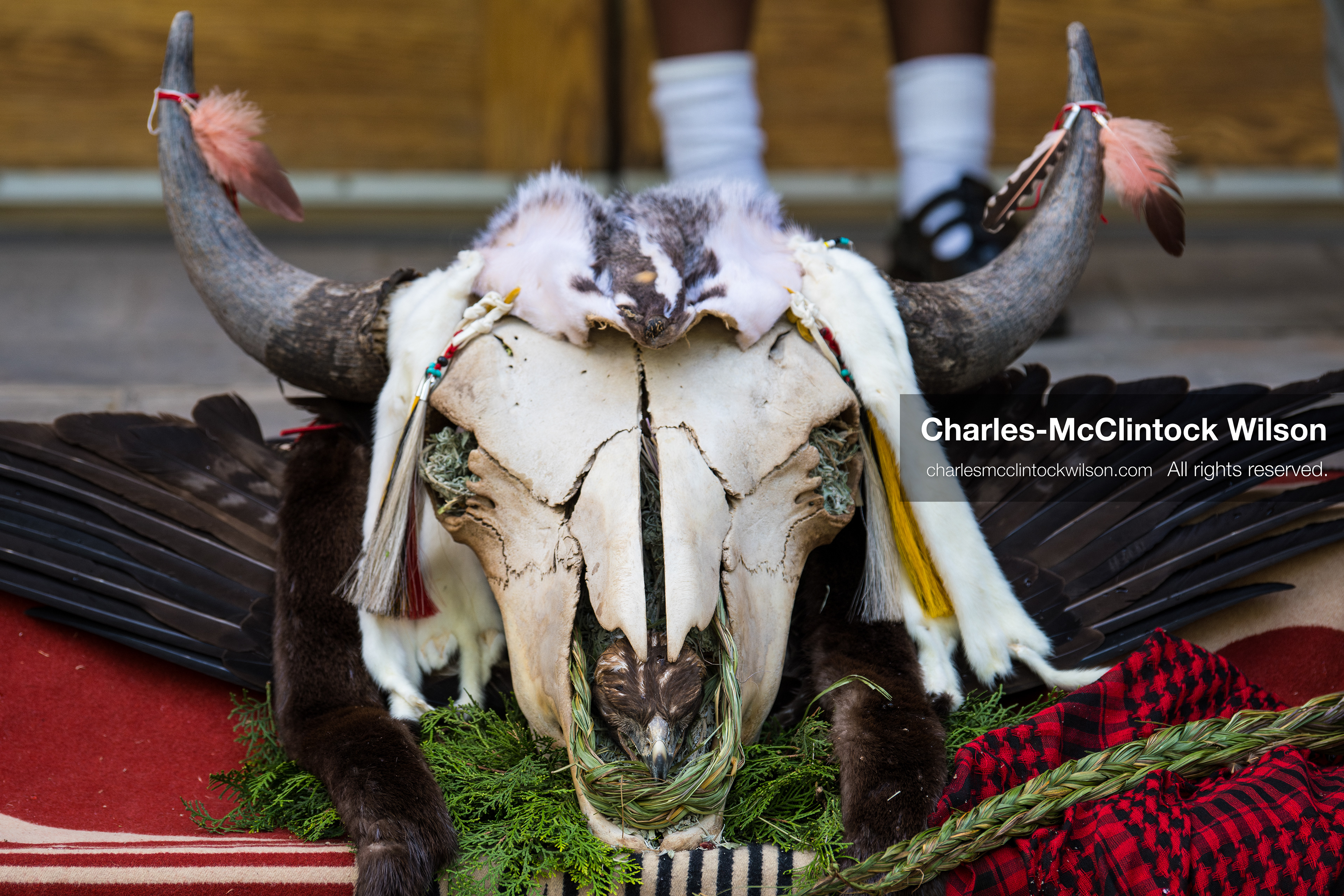 April 22, 2026, Salt Lake City, Utah, USA: A decorated buffalo skull is displayed during an Earth Day event hosted by Sunrise University of Utah at the Salt Lake City and County Building. The gathering brought together students, community members, and speakers to highlight sustainability issues affecting Utah. (Credit Image: © Charles-McClintock Wilson/ZUMA Press Wire)