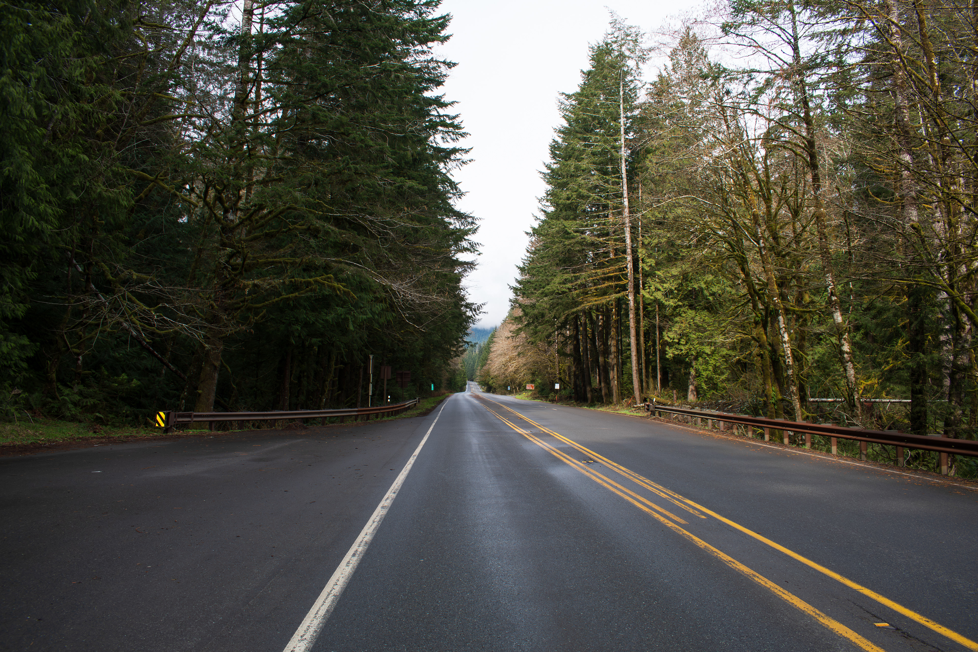 PORT ANGELES, WA, USA - APR 12, 2025: Empty U.S. Route 101, or U.S. Highway 101 running through the middle of Hoh Rain Forest in Olympic National Park on the Olympic Peninsula of Washington state. 