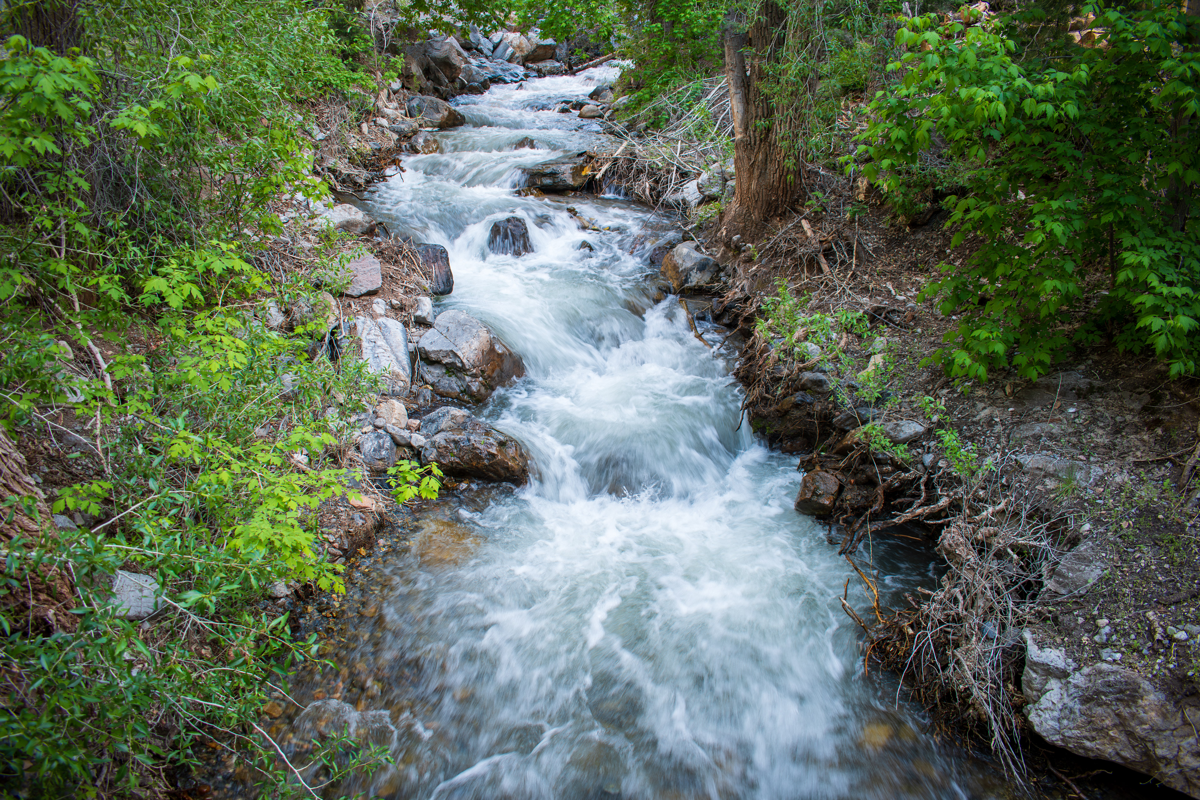 Santaquin Canyon, Utah, USA – May 27, 2025: Santaquin Creek flows through the forested Tinney Flat Campground in the Uinta-Wasatch-Cache National Forest. 