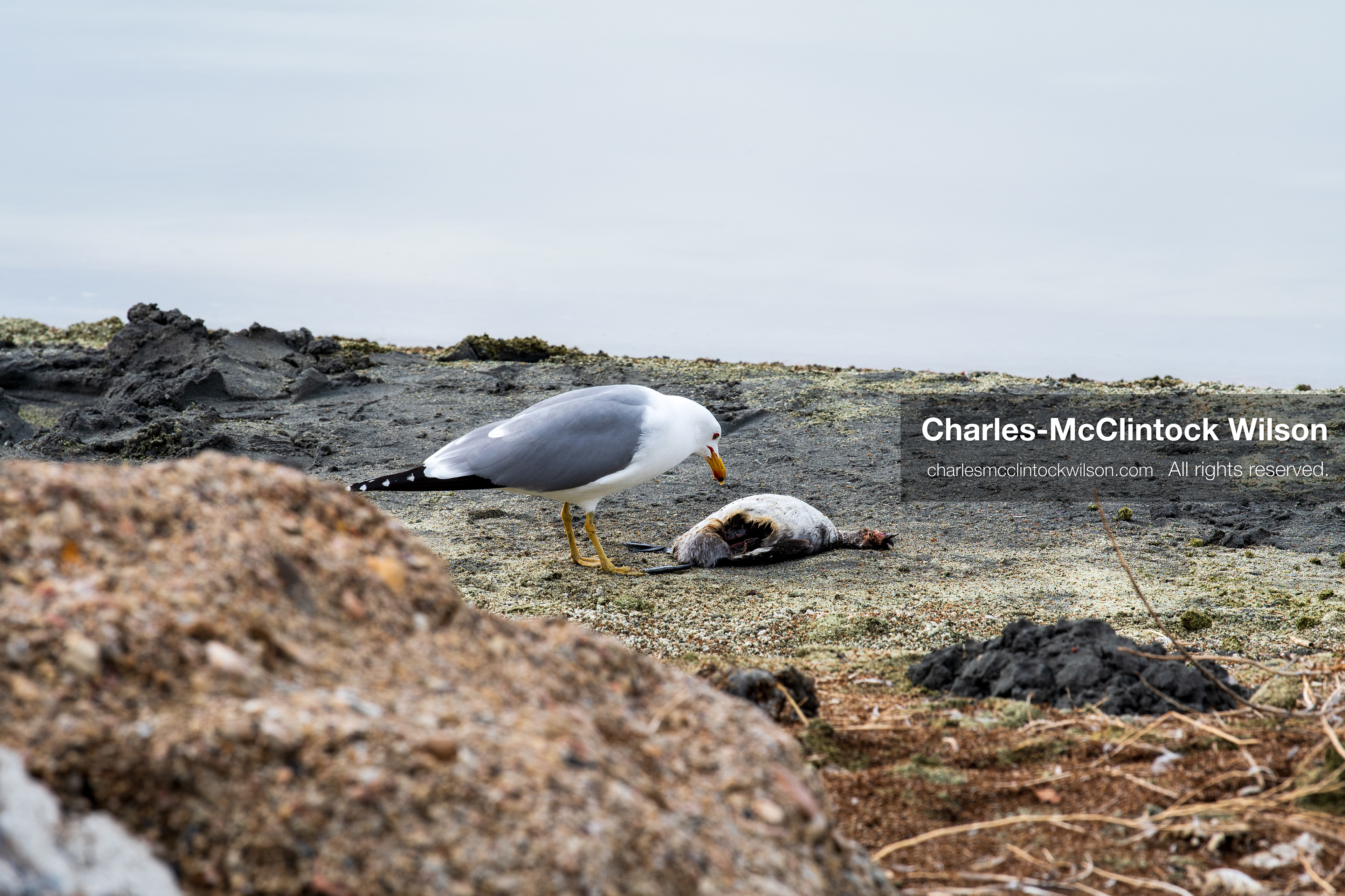 March 1, 2026, Great Salt Lake, Utah, USA: A bird feeds on the remains of another bird along the shoreline of the Great Salt Lake as the region continues to experience historically low water levels. Reports from state officials and the Great Salt Lake Strike Team state that the lake remains in a serious adverse‑effects range, with elevations among the lowest recorded in more than one hundred years. The lake has drawn increased public attention as lawmakers consider large‑scale water projects and long‑term plans to address declining conditions. (Credit Image: © Charles‑McClintock Wilson/ZUMA Press Wire)