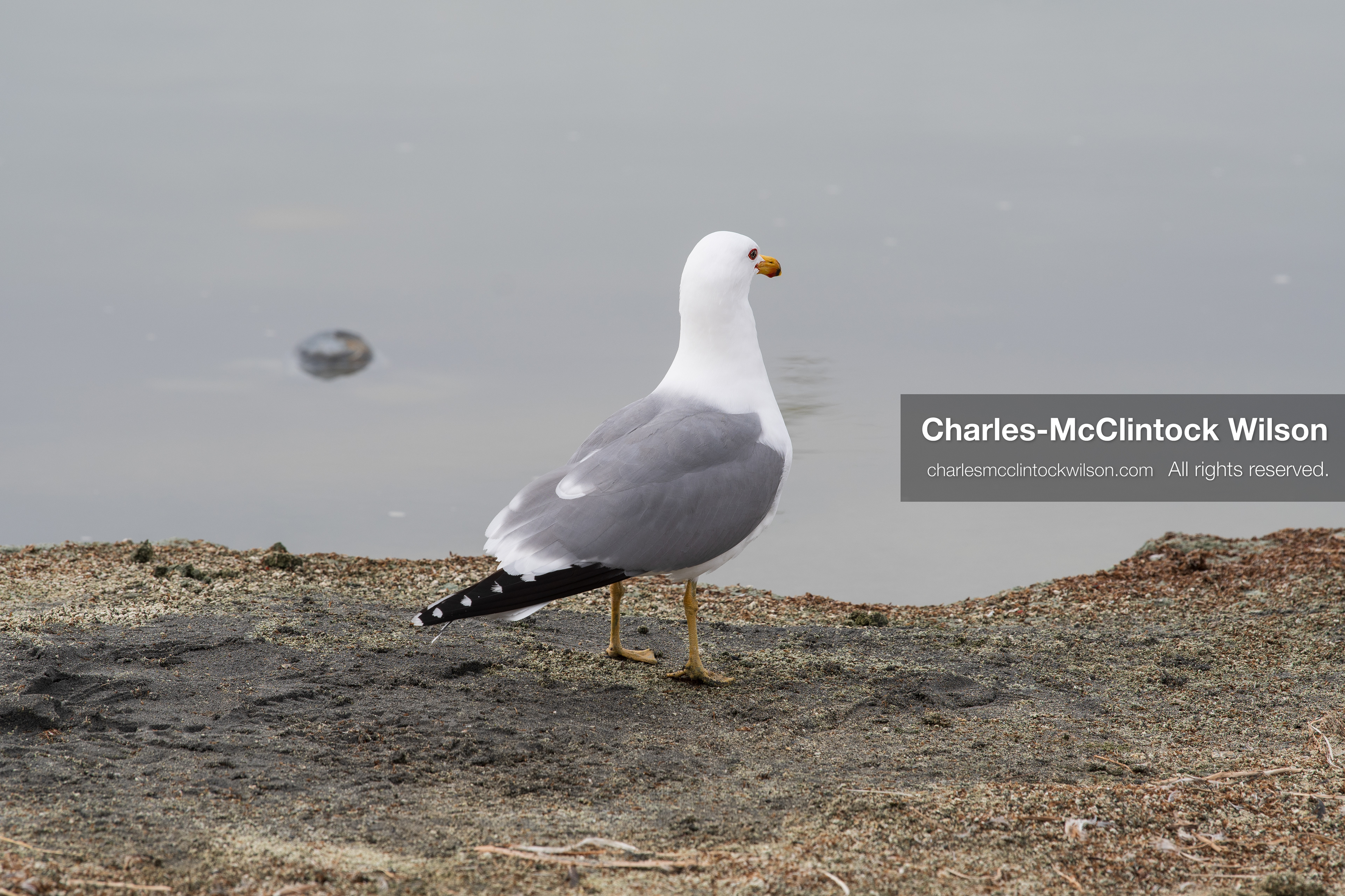 March 1, 2026, Great Salt Lake, Utah, USA: A bird stands near the shoreline of the Great Salt Lake as water levels in the region remain historically low. Reports from state officials and the Great Salt Lake Strike Team state that the lake continues to fall within a serious adverse‑effects range, with elevations among the lowest recorded in more than one hundred years. The lake has drawn increased public attention as lawmakers consider large‑scale water projects and long‑term plans to address declining conditions. (Credit Image: © Charles‑McClintock Wilson/ZUMA Press Wire)
