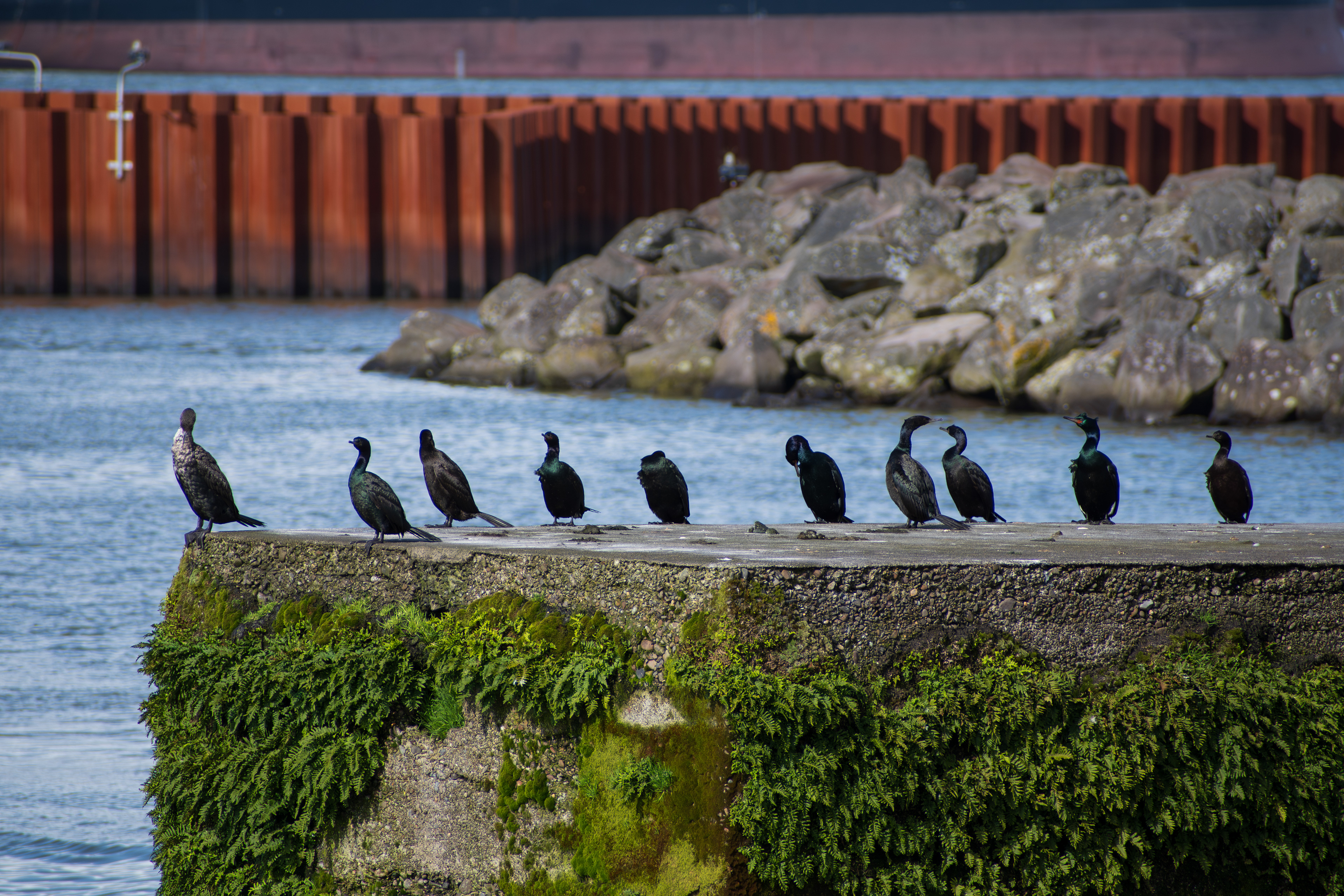 ASTORIA, OR, USA - APR 12, 2025: A group of Pelagic cormorants perched in alignment, showcasing their sleek black plumage along the scenic coastal waters of the Pacific Northwest.