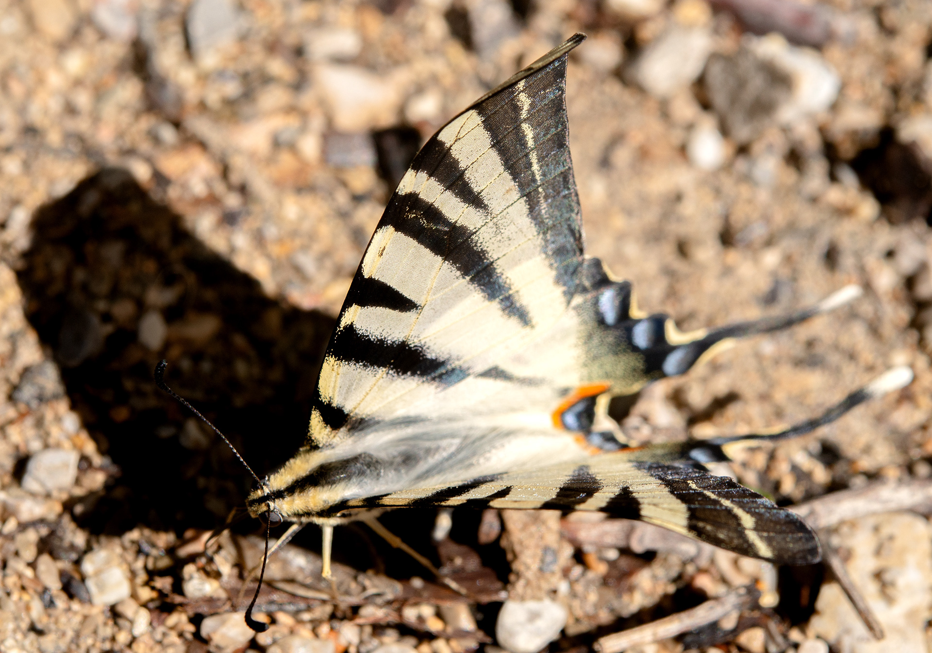 Flambé (Iphiclides podalirius) 
