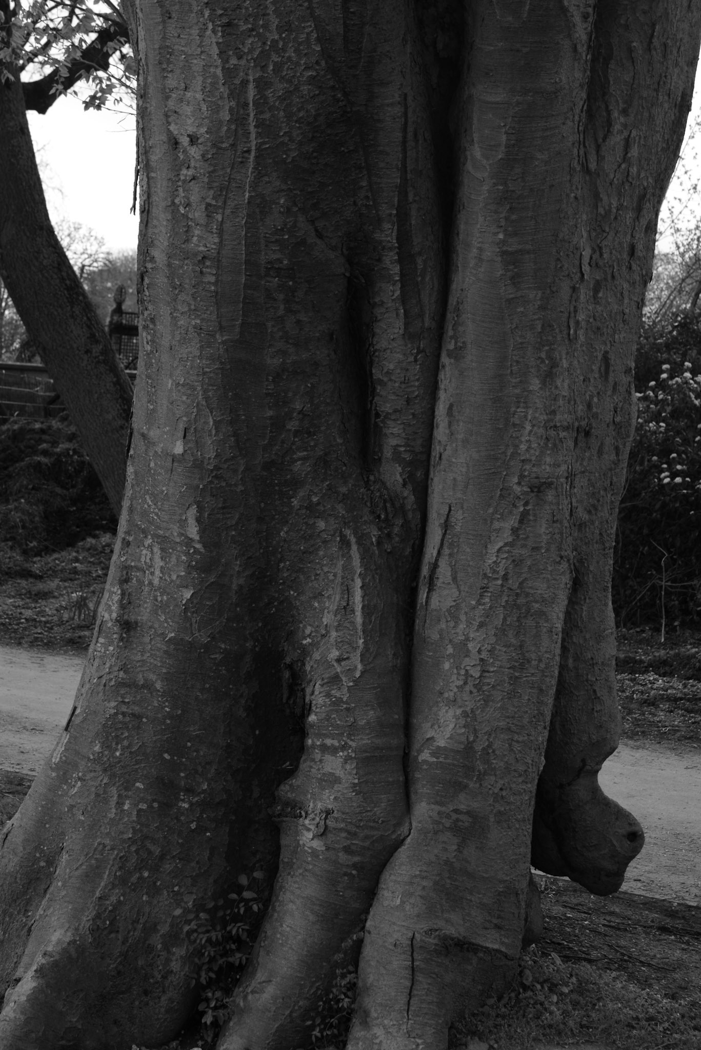 Un tronc d'éléphant