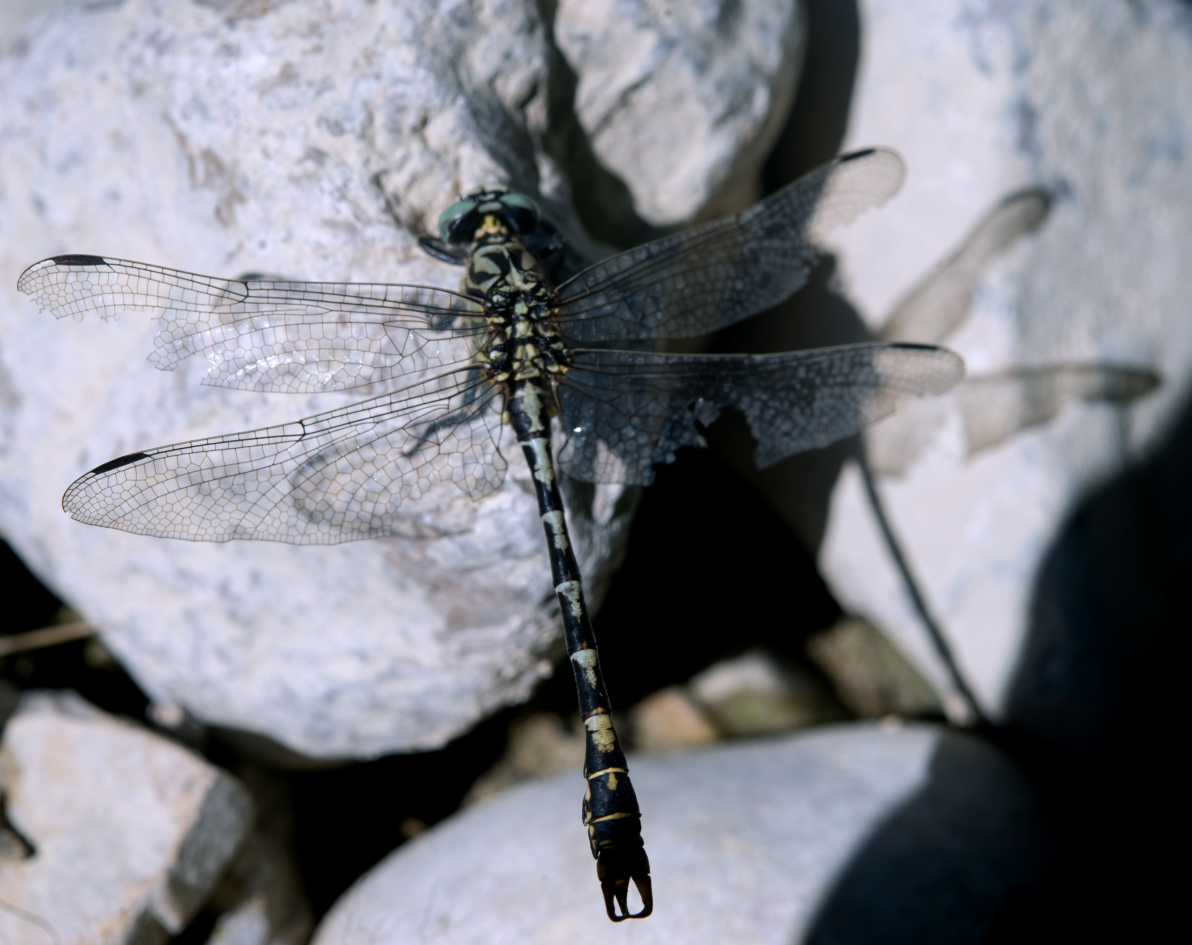 Aeschne bleue (Aeshna cyanea)