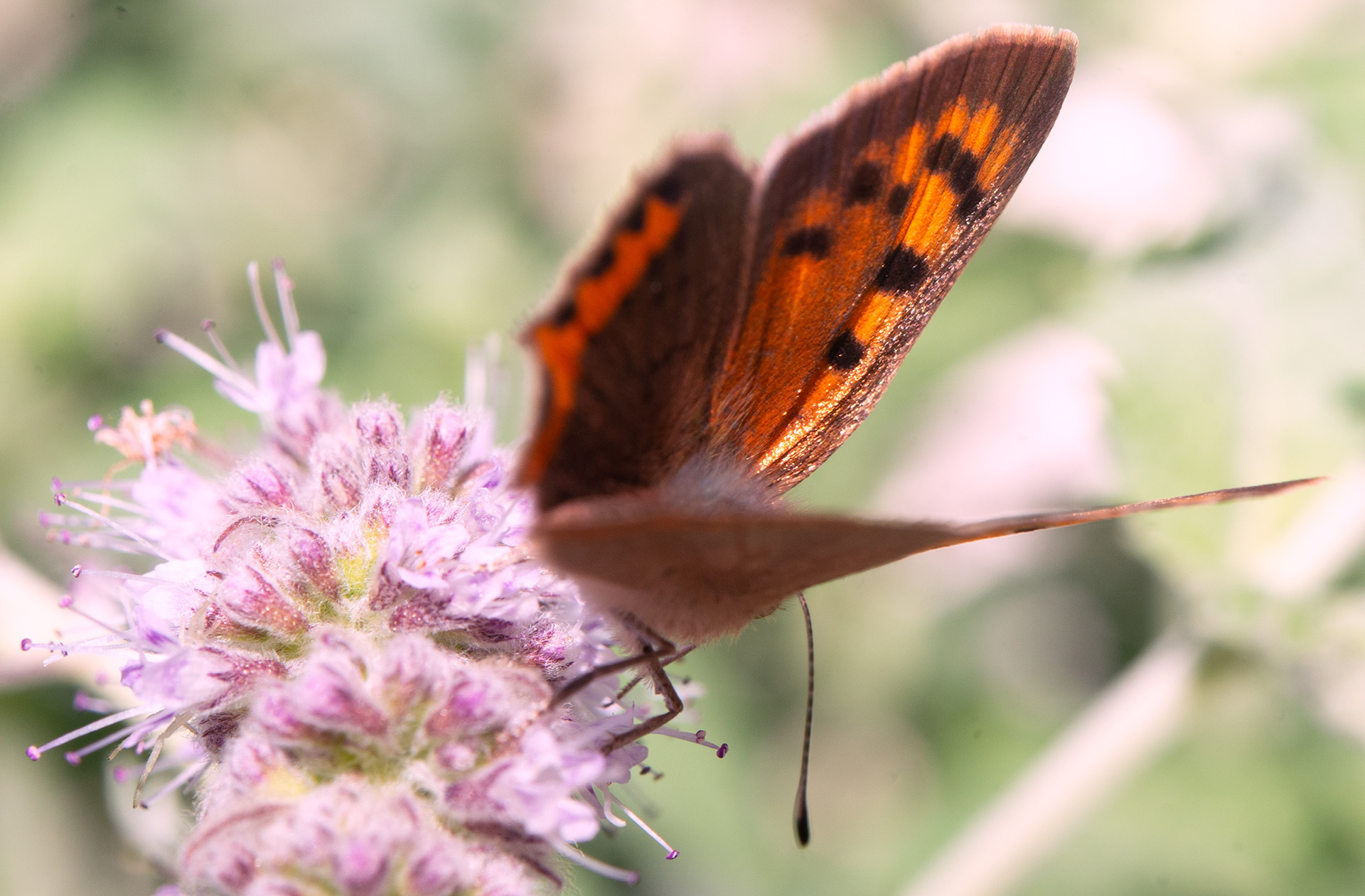 Cuivré commun (Lycaena phlaeas)