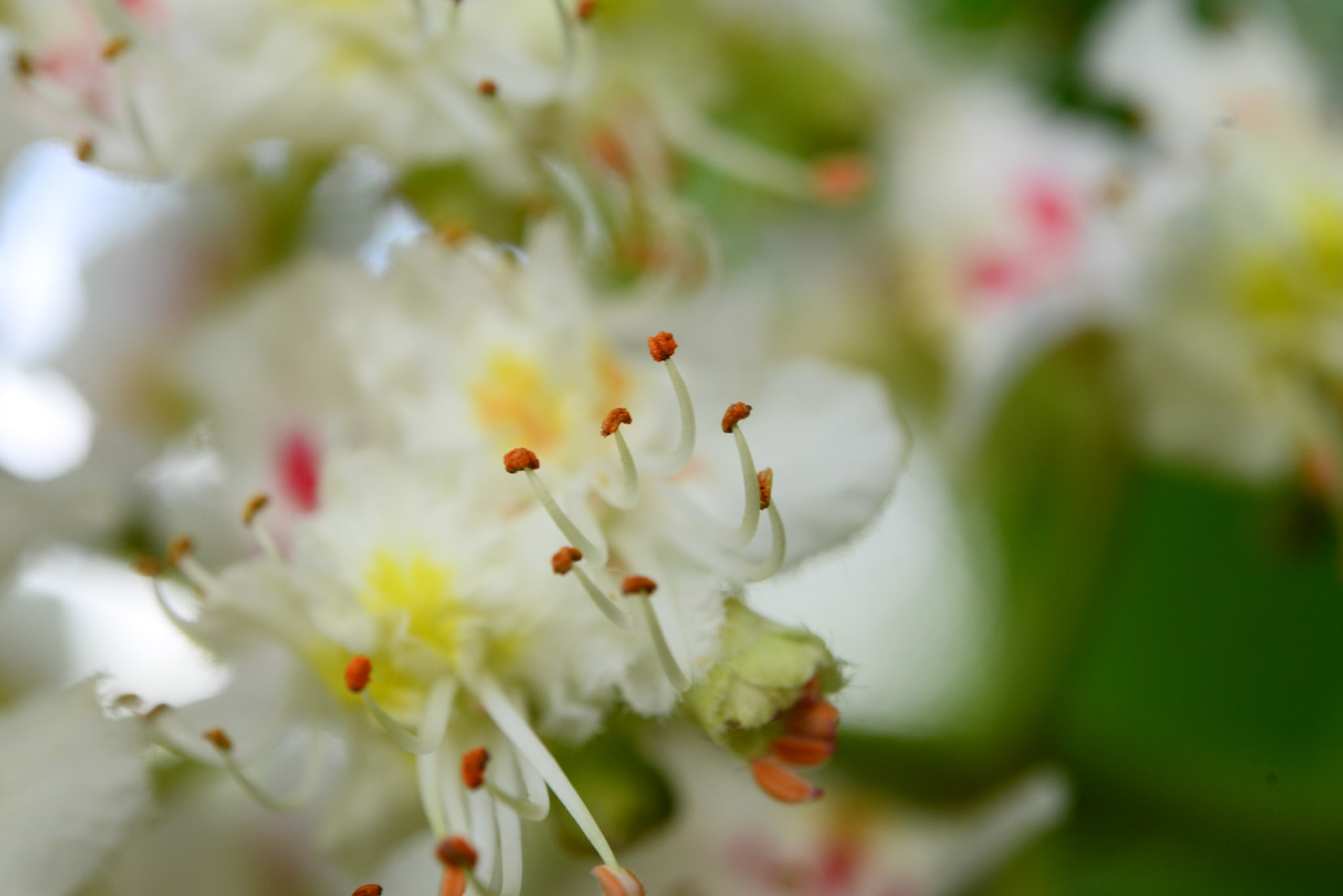 fleurs de maronnier