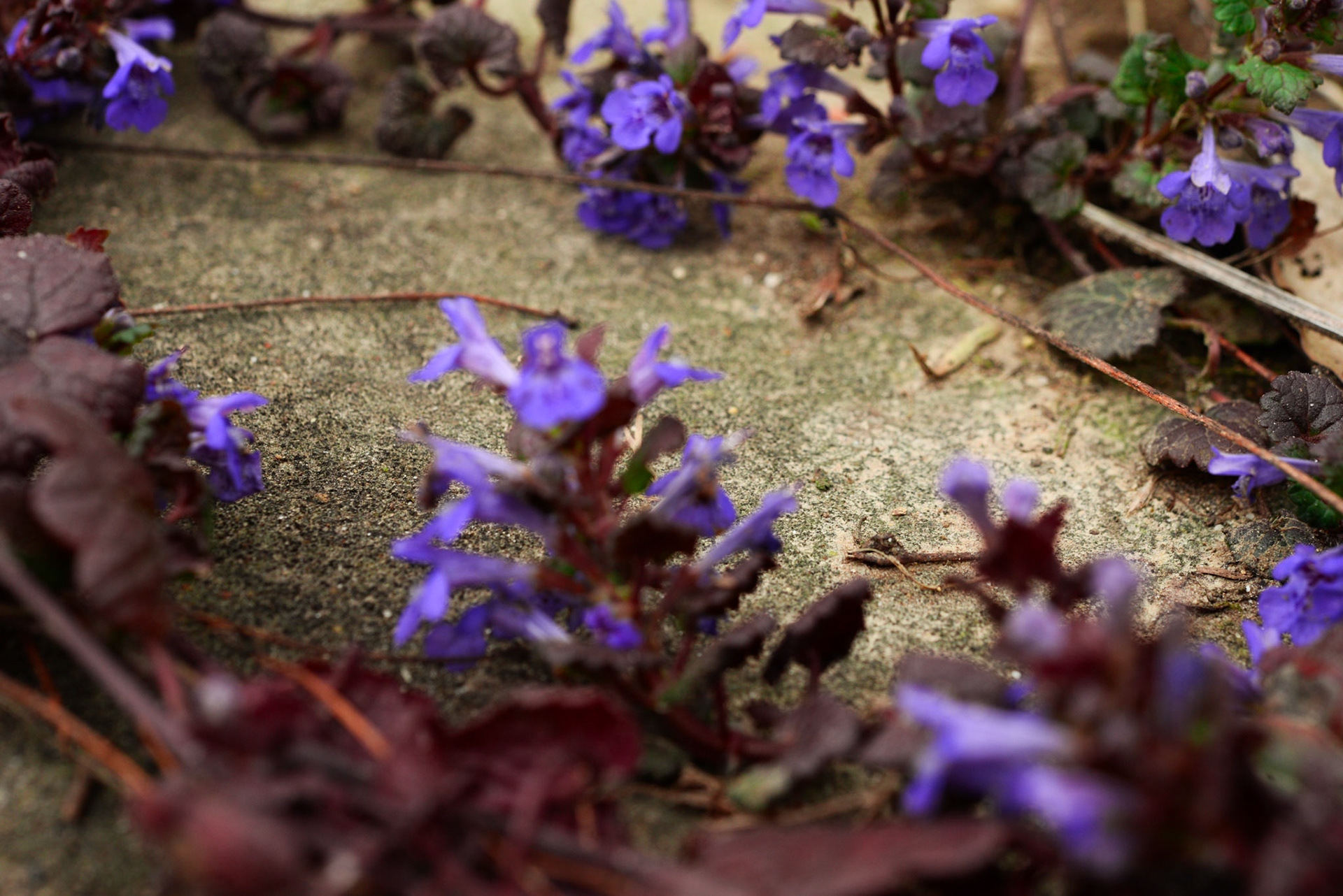 au cœur du bugle rampant