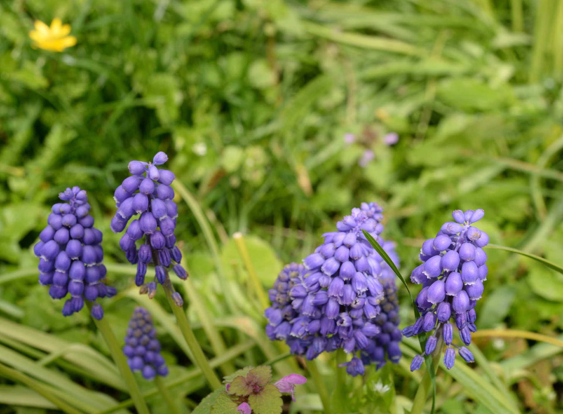 Muscari d'Arménie