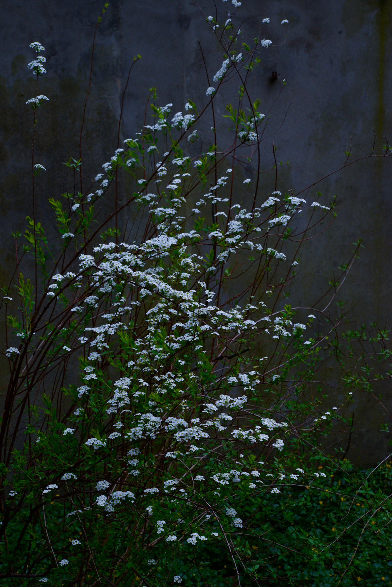 Spiraea Cinerea 