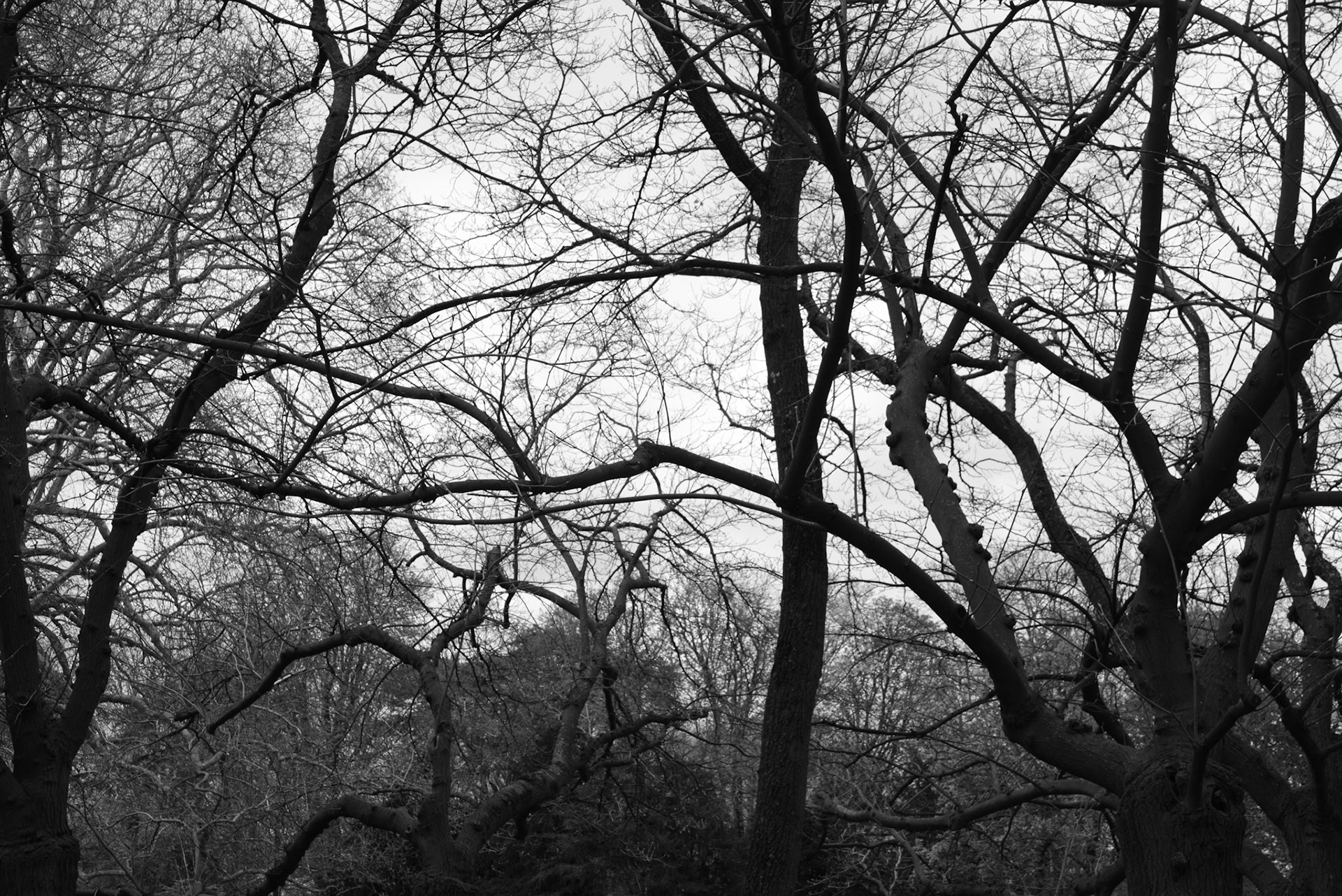 Au travers des dentelles des branches