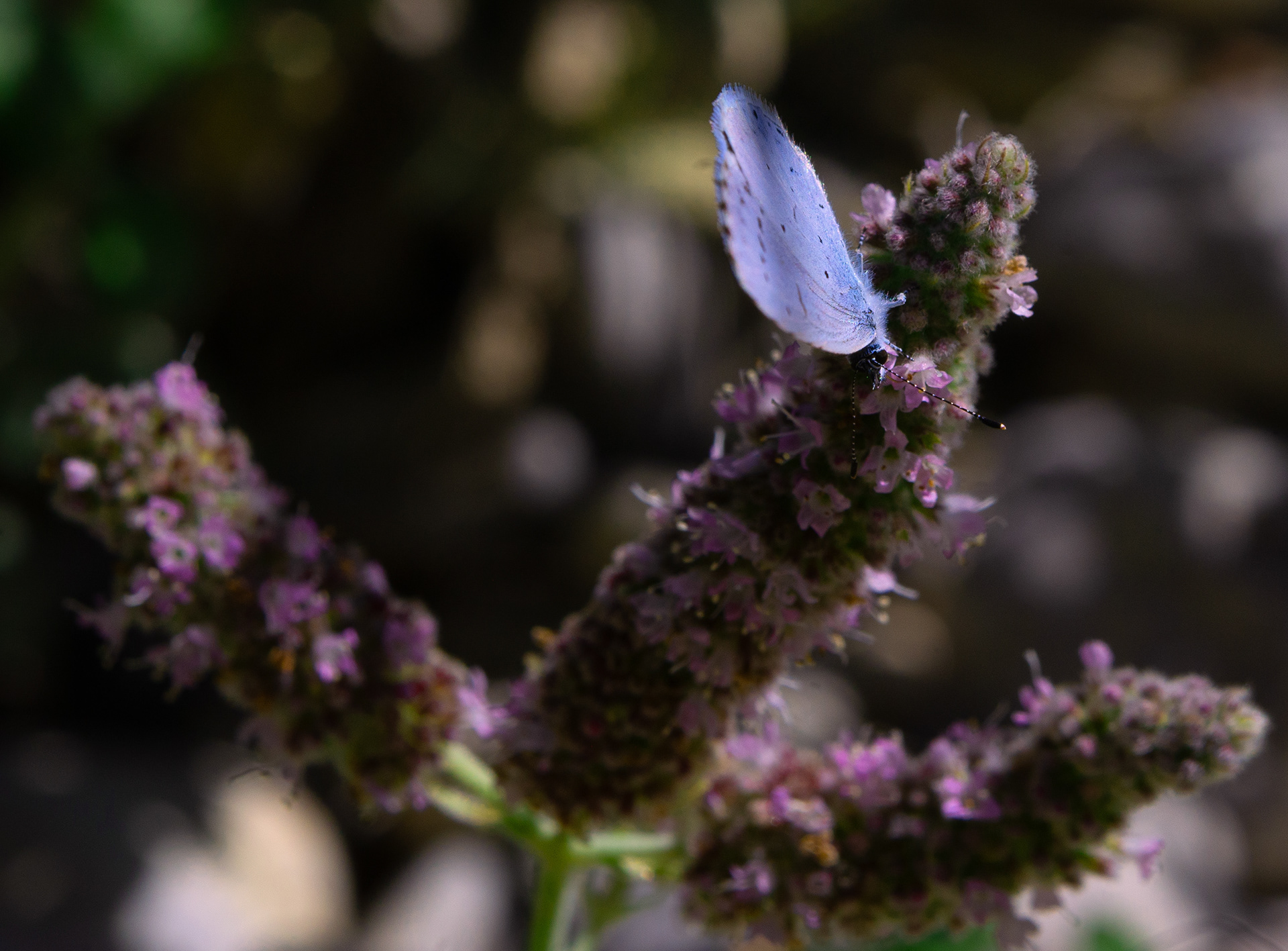 Azuré des nerpruns (Celastrina argiolus)