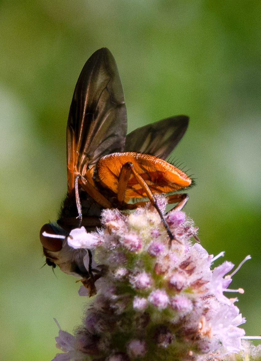 Alophore hémiptère (Phasia hemiptera
