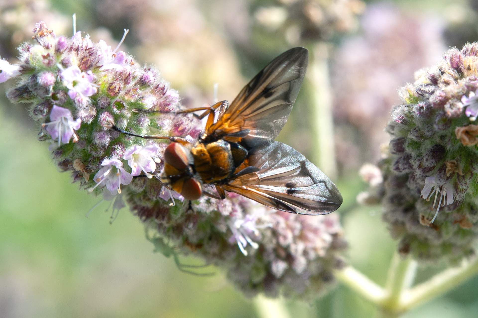 Alophore hémiptère (Phasia hemiptera