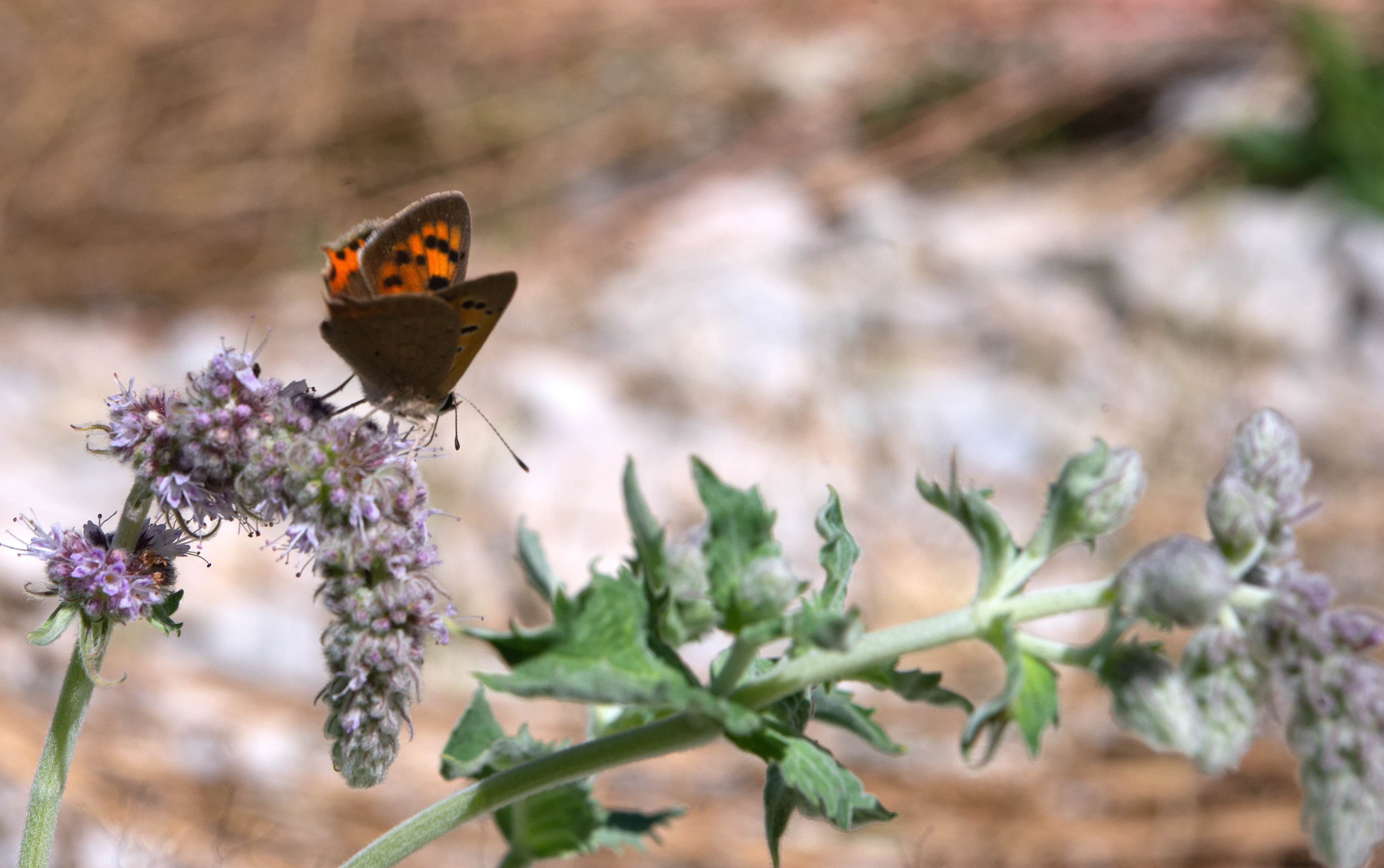 Cuivré commun (Lycaena phlaeas)