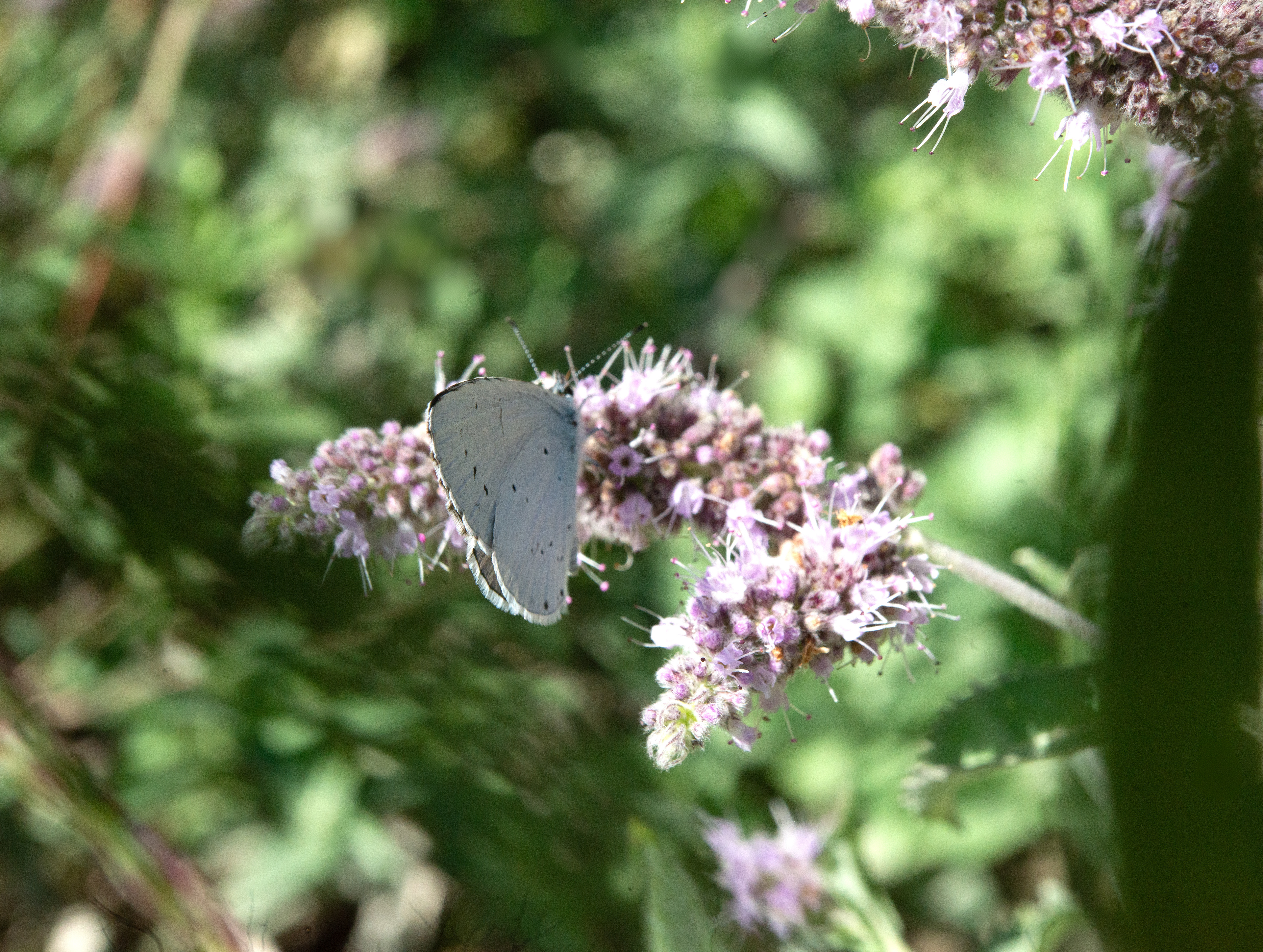 Azuré des nerpruns (Celastrina argiolus),