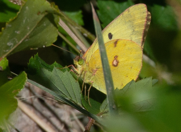 Souci (Colias crocea ou Colias croceus),