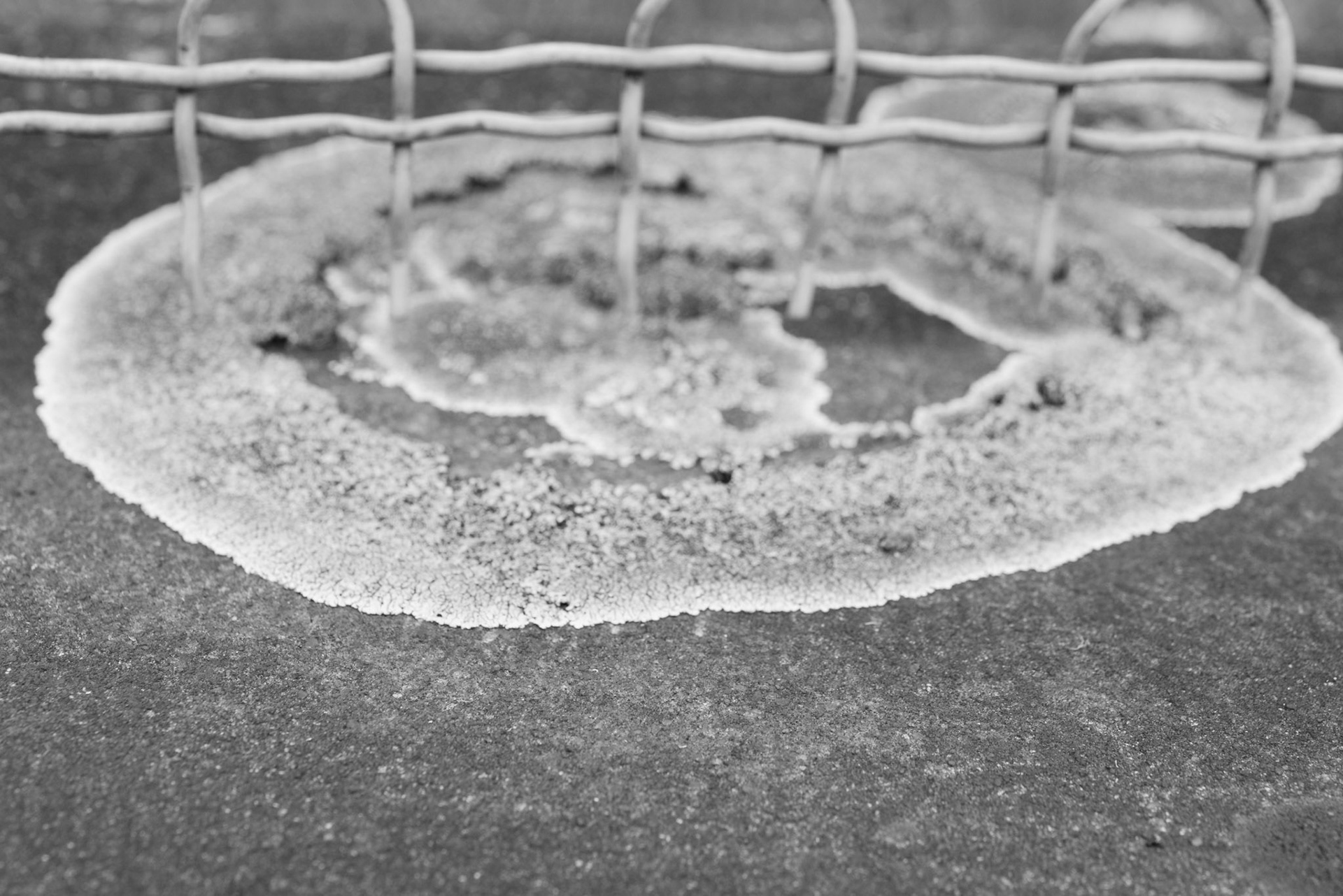 Xanthoparmelia entre liberté et barrières