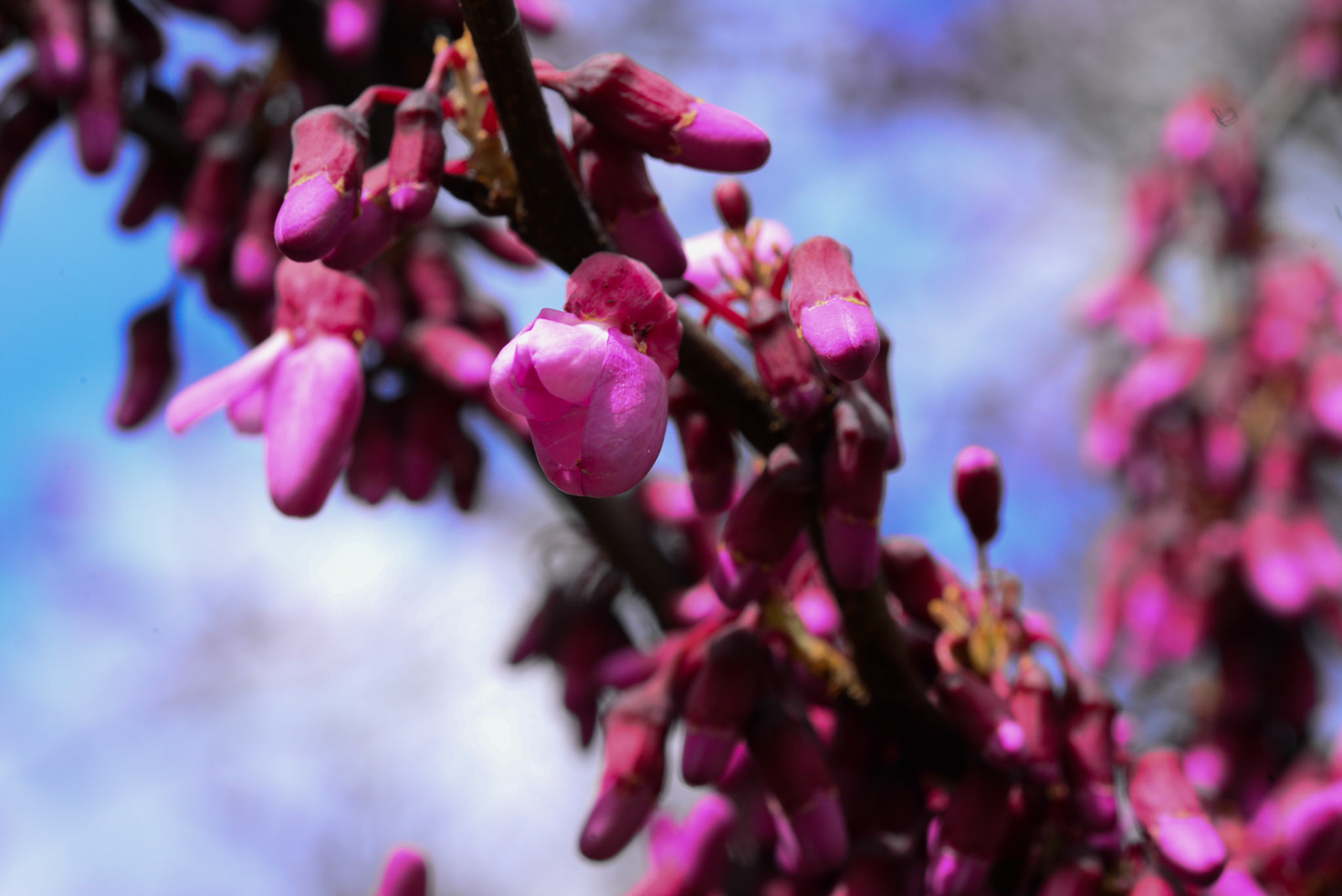 Avondale ou Gainier du Canada