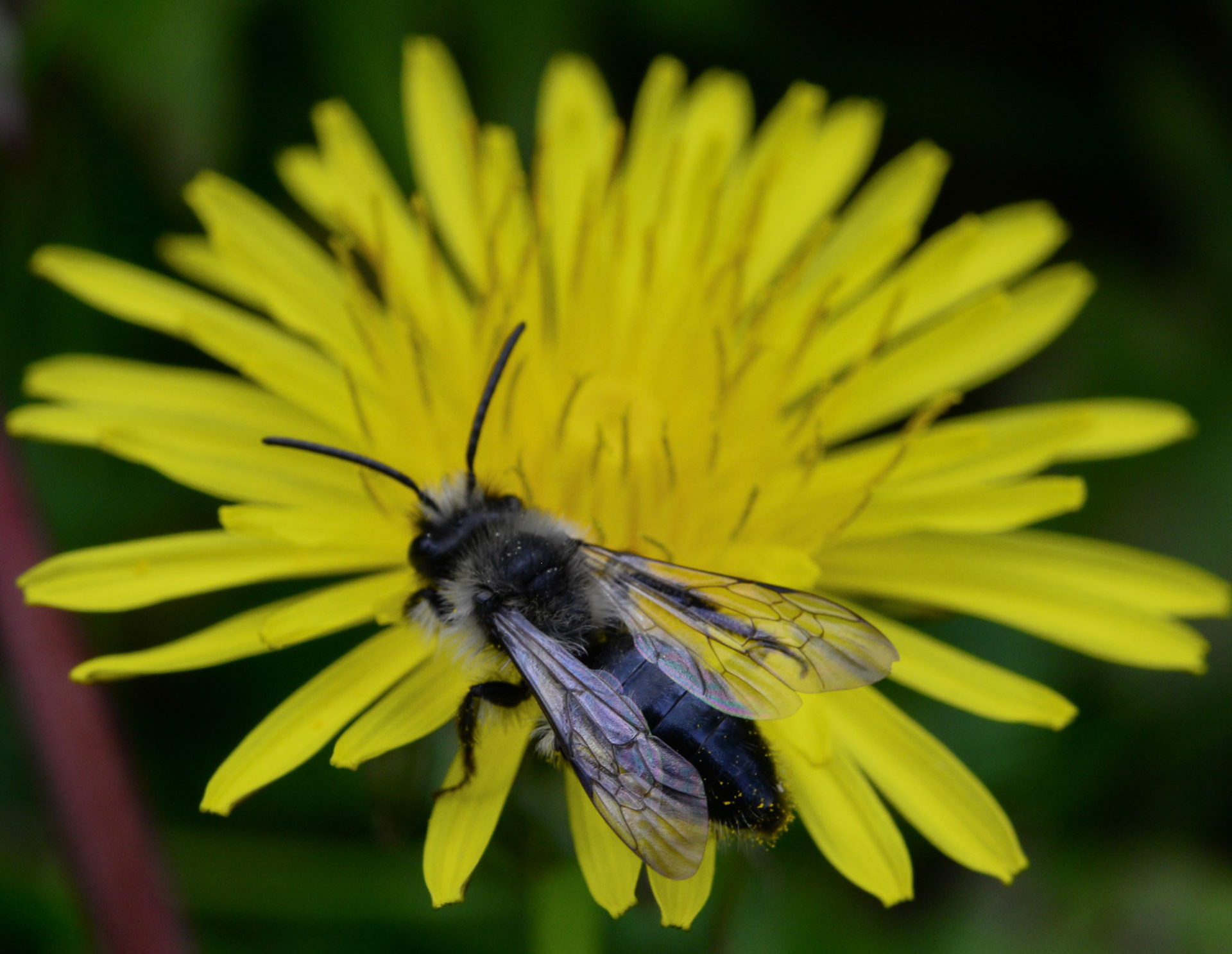 abeille printanière