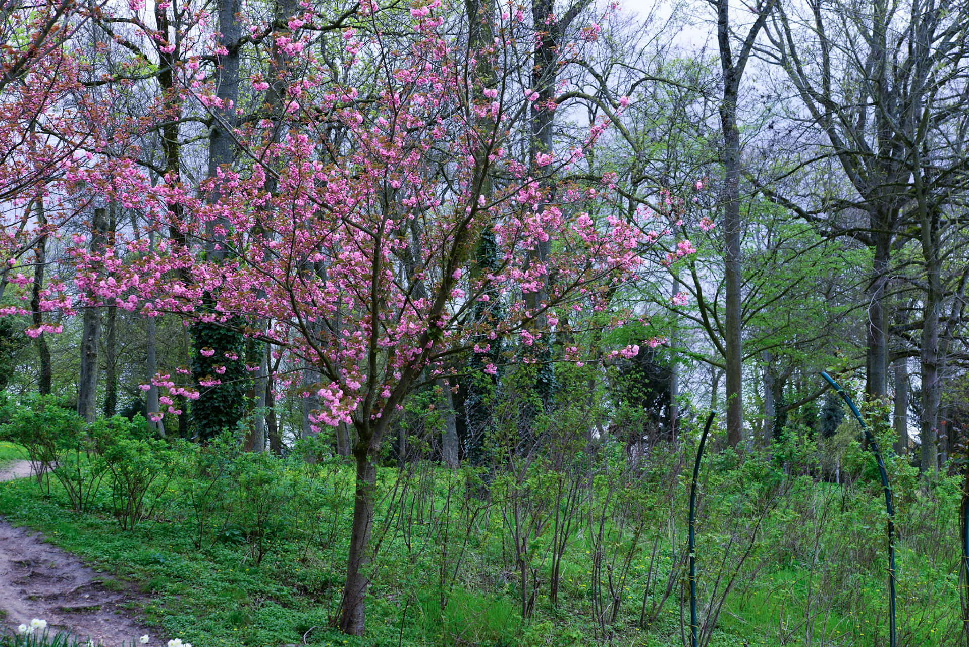 Cerisier nain du japon