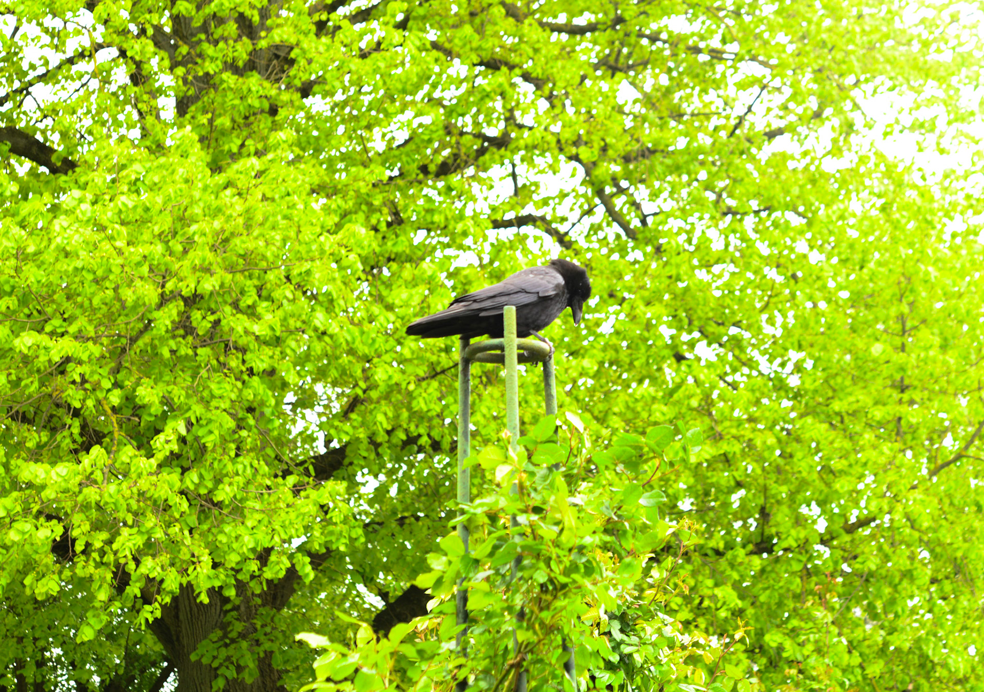 corbeau statufié