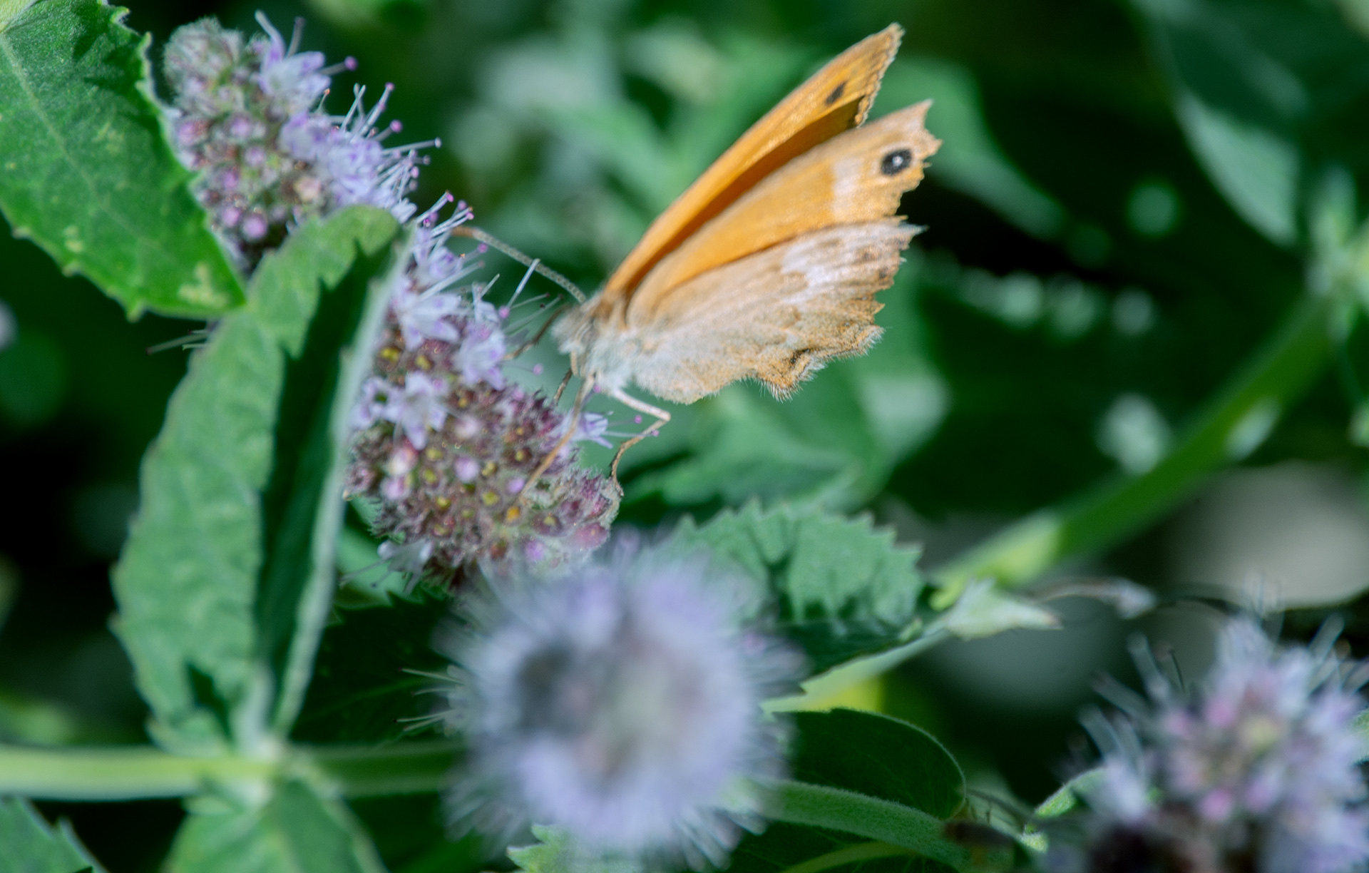 Fadet commun (ou Procris, Coenonympha pamphilus),