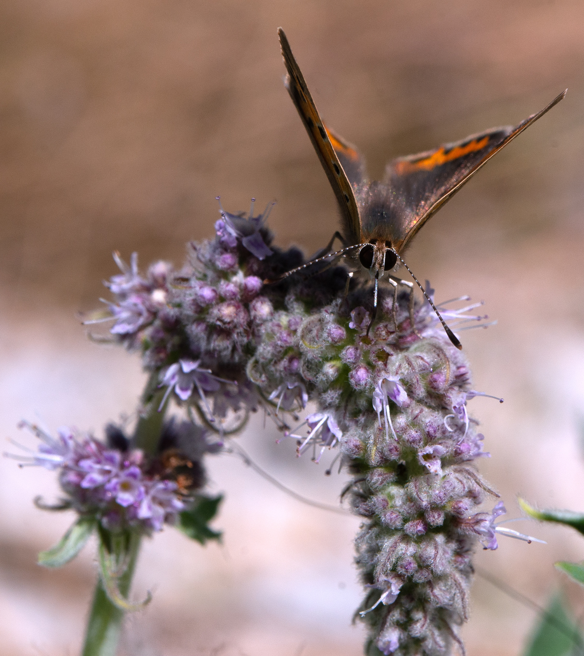Cuivré commun (Lycaena phlaeas)