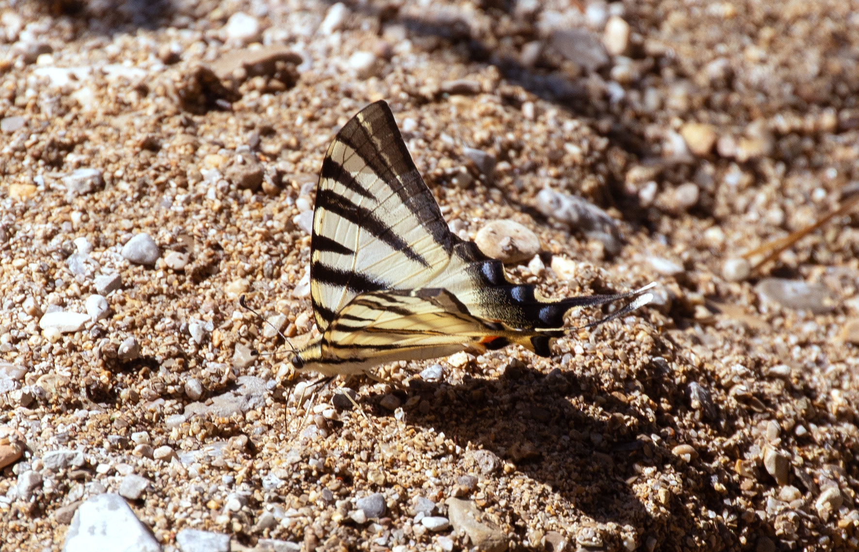 Flambé (Iphiclides podalirius) 