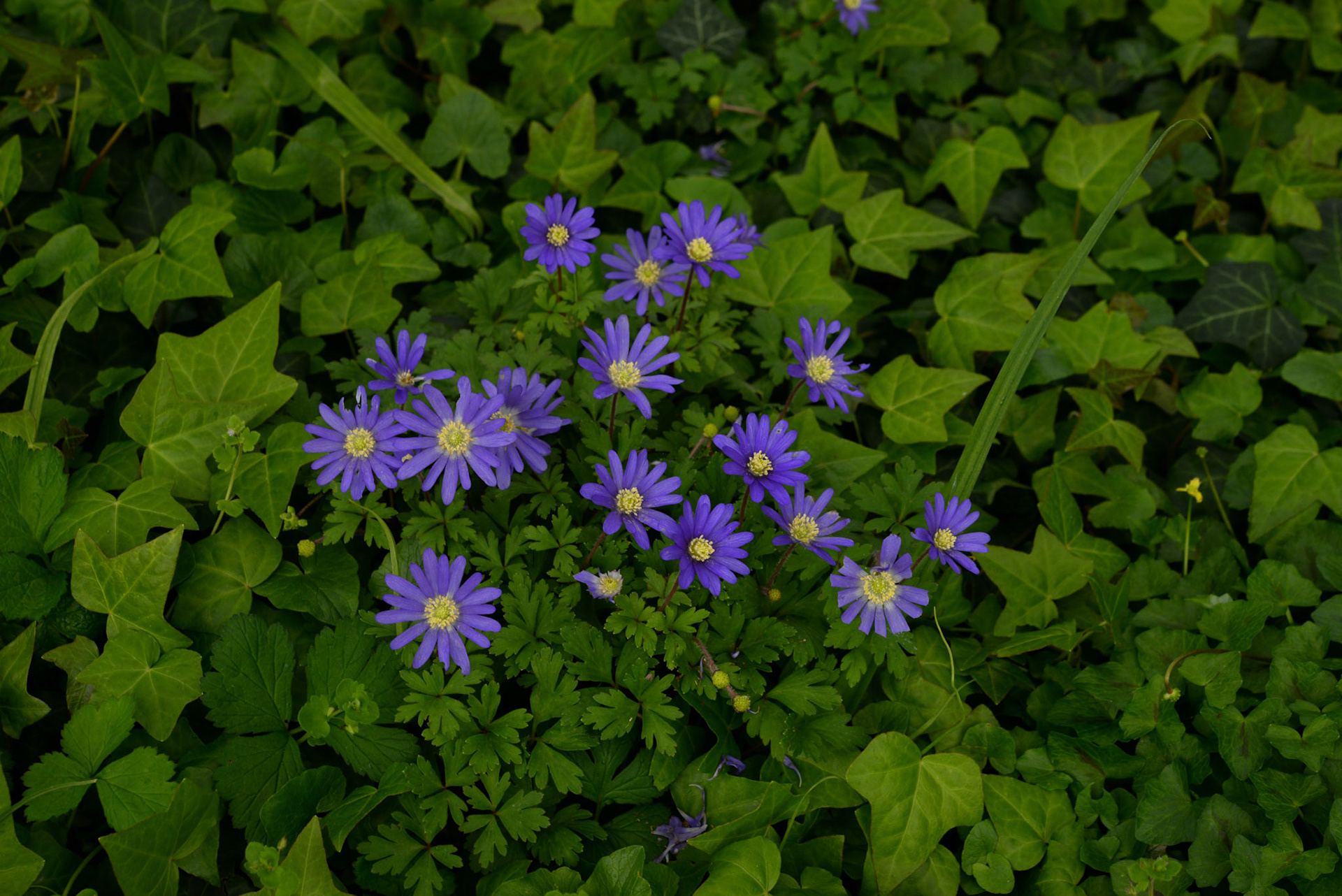 Anémone au centre du lierre