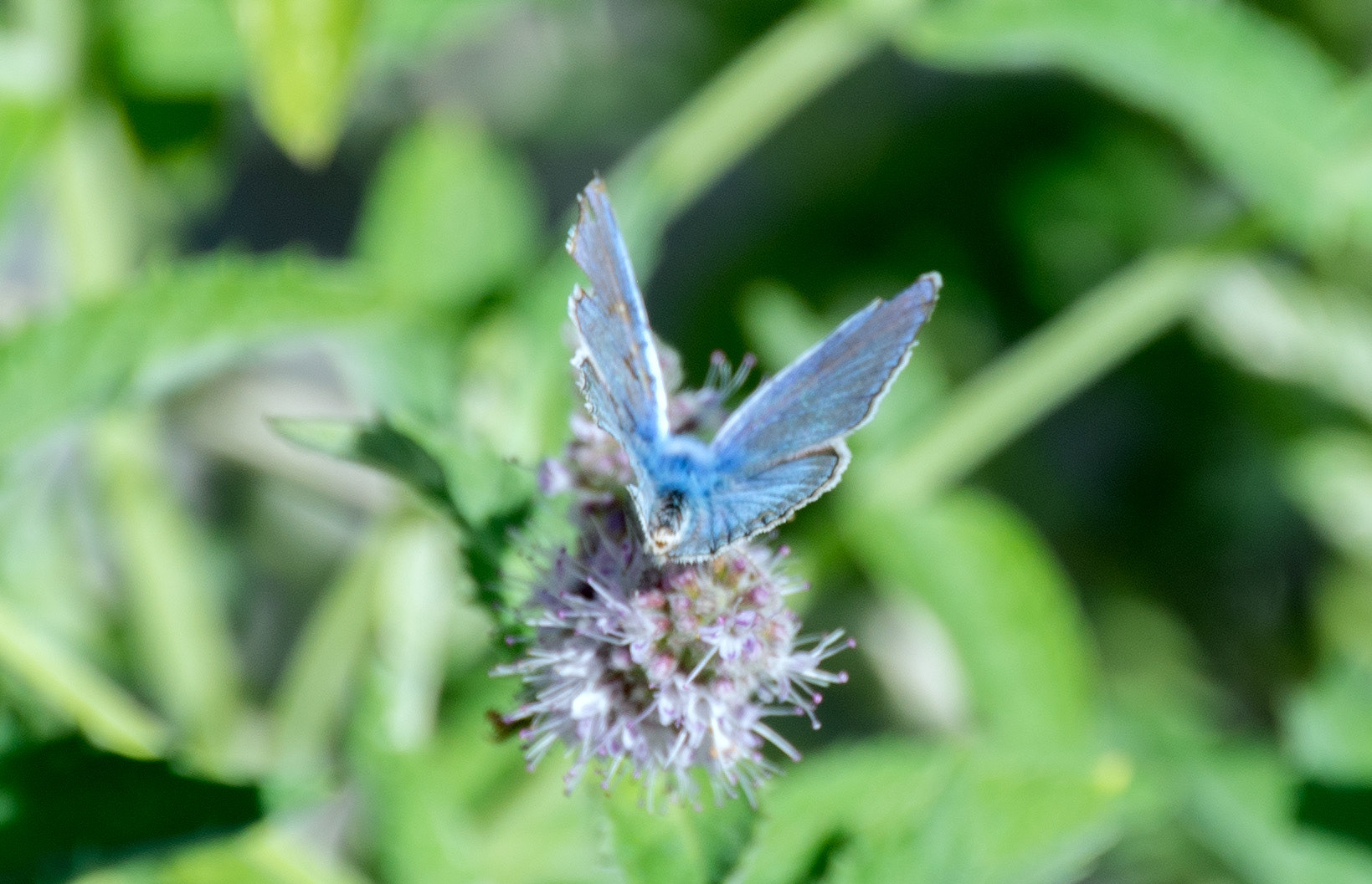 Argus bleu ou Azuré commun (Polyommatus icarus)