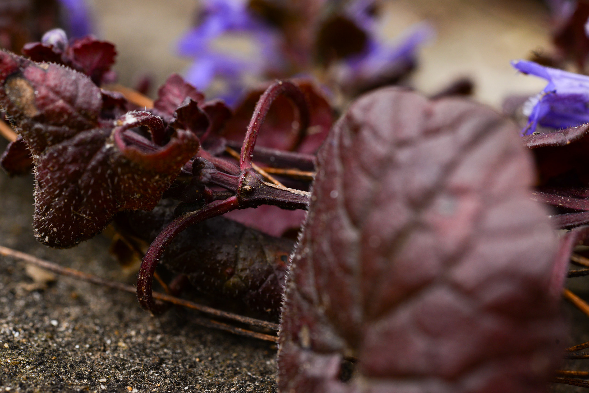au plus près du bugle