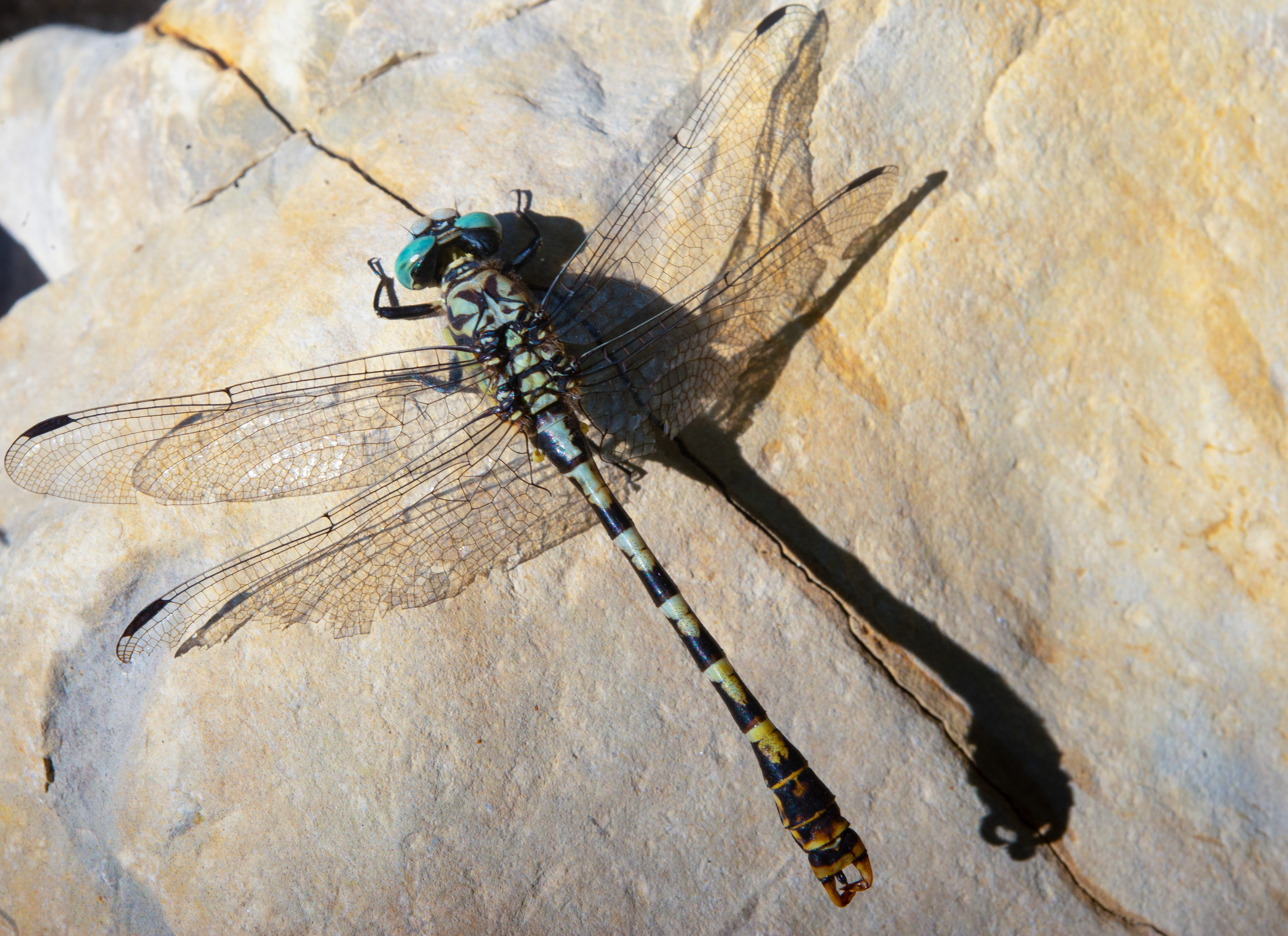 Aeschne bleue (Aeshna cyanea)