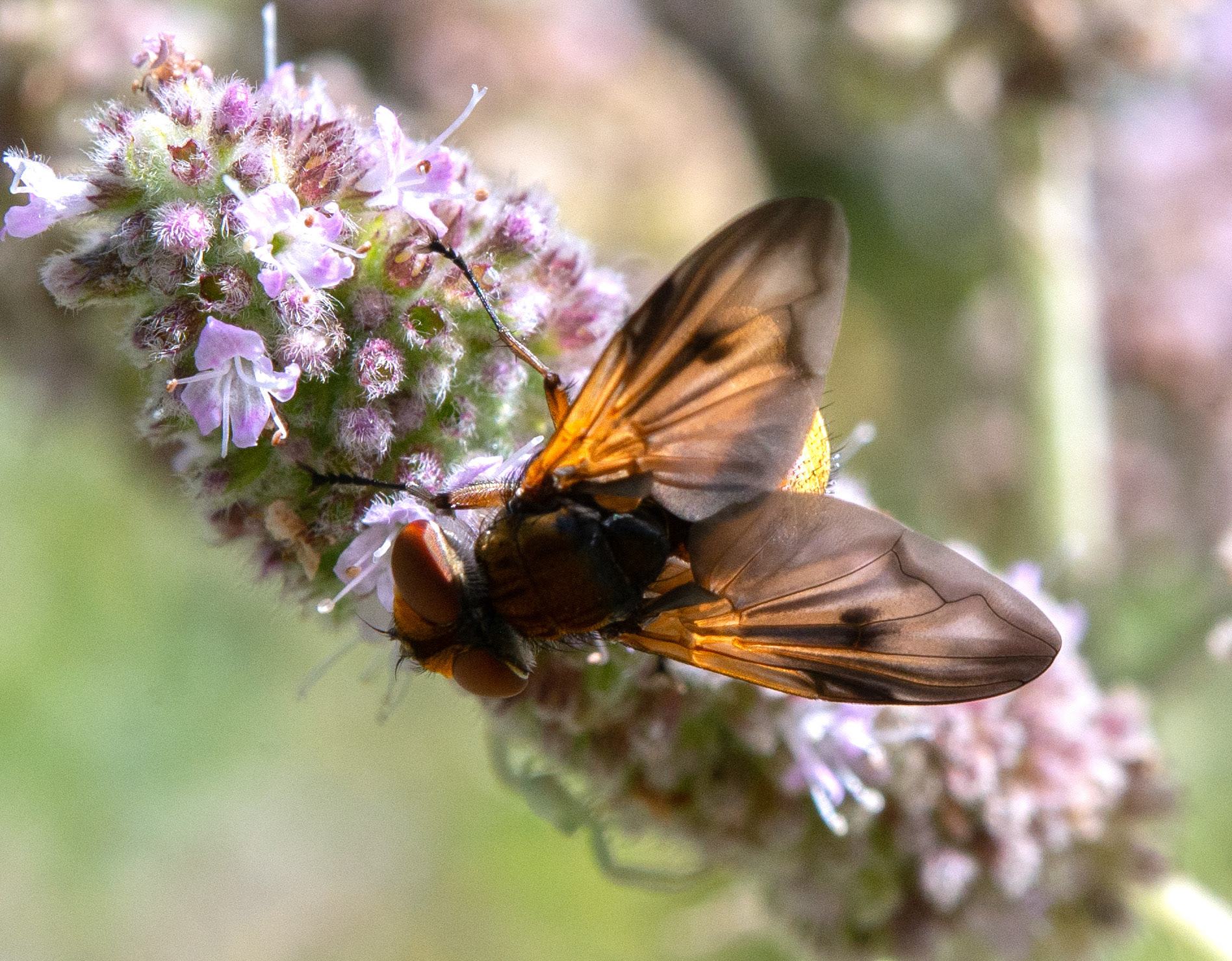Alophore hémiptère (Phasia hemiptera