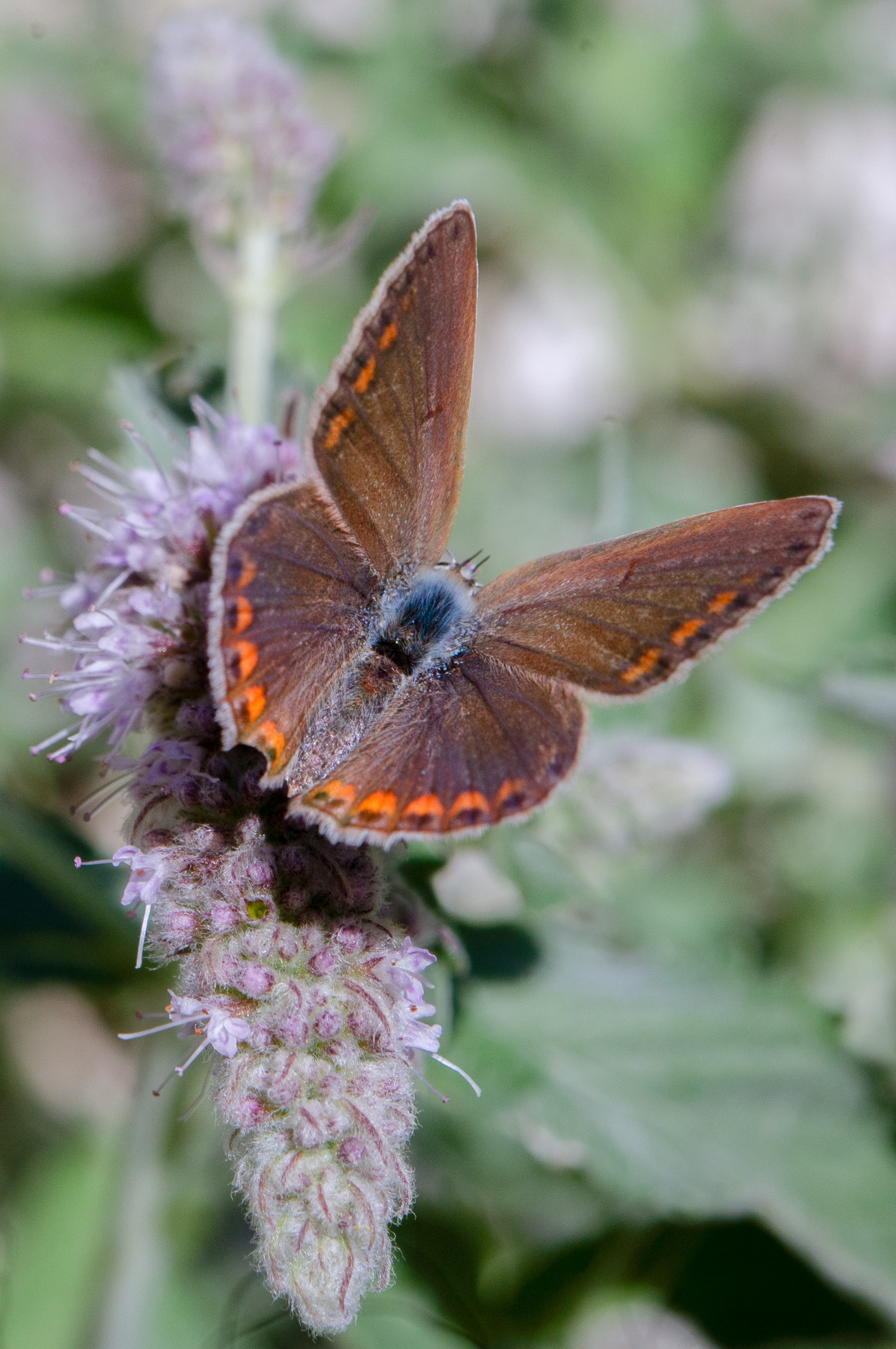 Le Collier de corail ou Argus brun (Aricia agestis