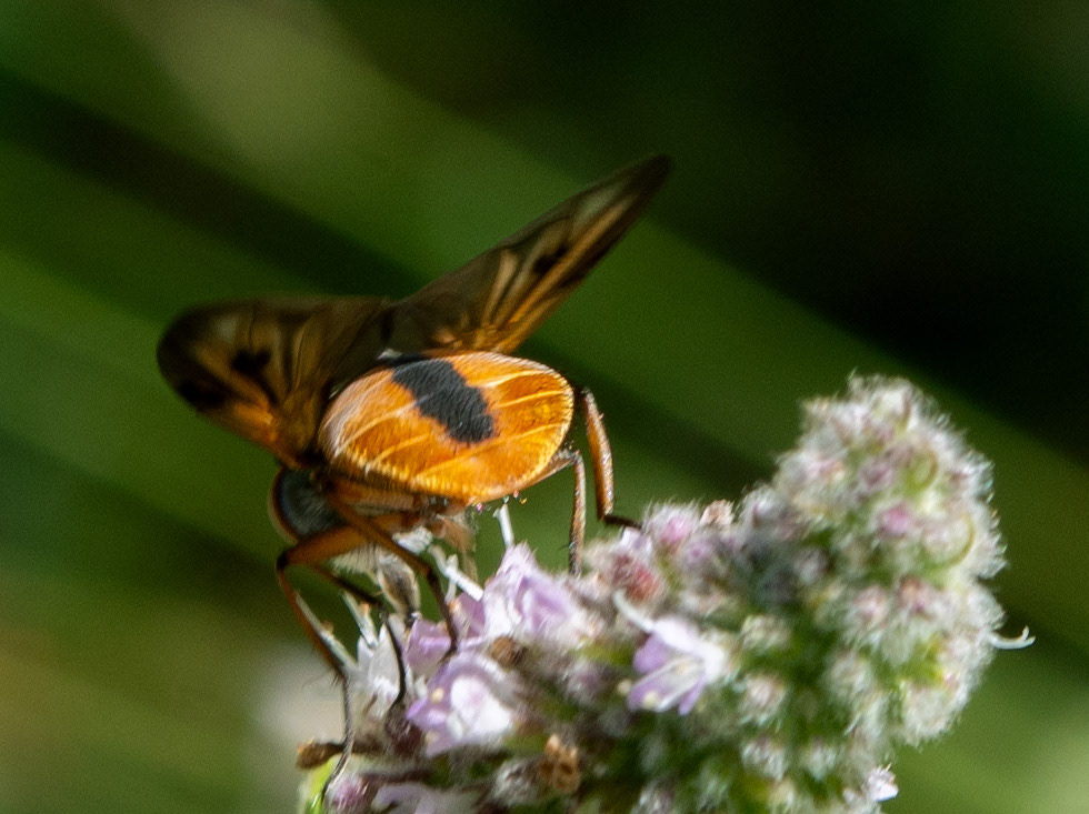 Alophore hémiptère (Phasia hemiptera