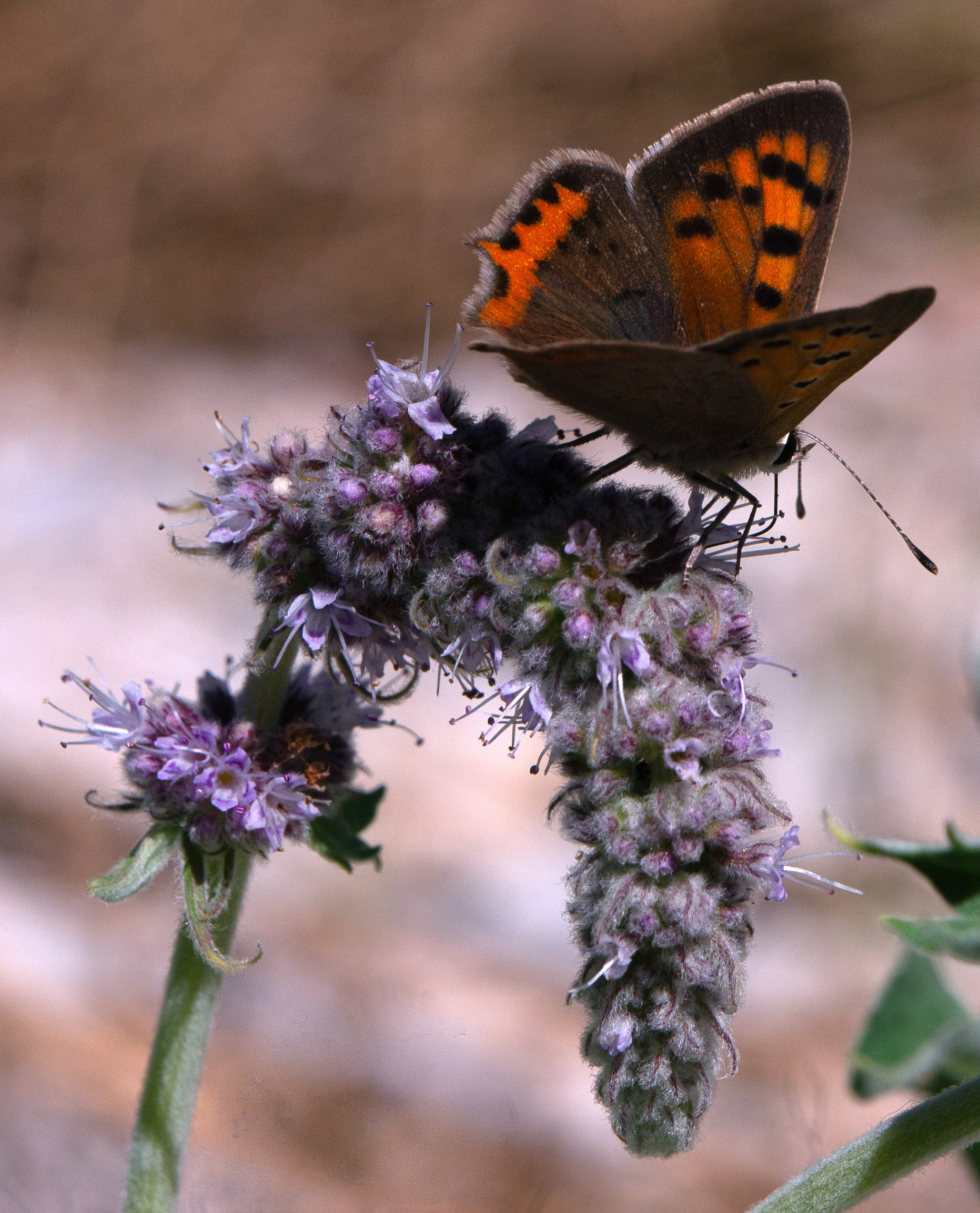 Cuivré commun (Lycaena phlaeas)