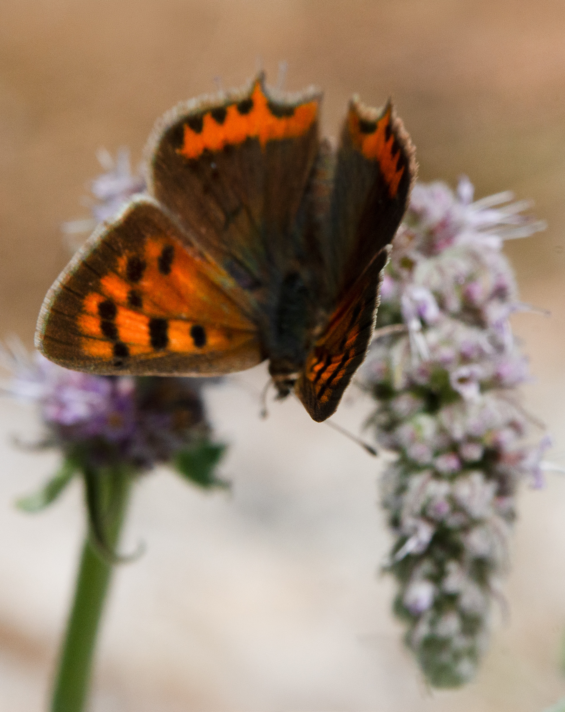 Cuivré commun (Lycaena phlaeas)