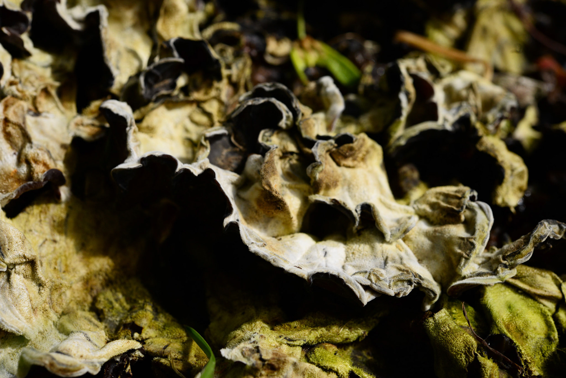 détails de tripes de roche 