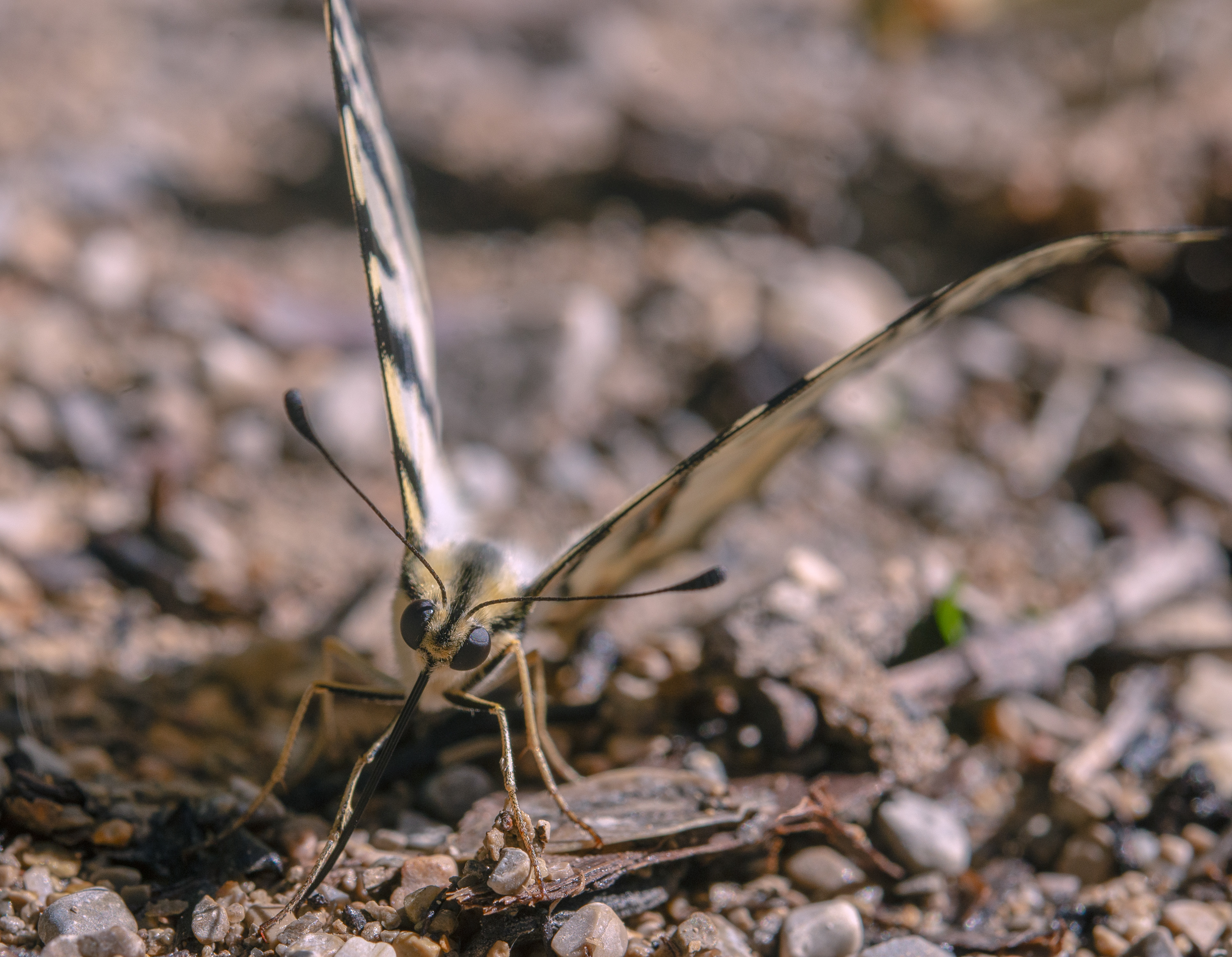 Flambé (Iphiclides podalirius) 