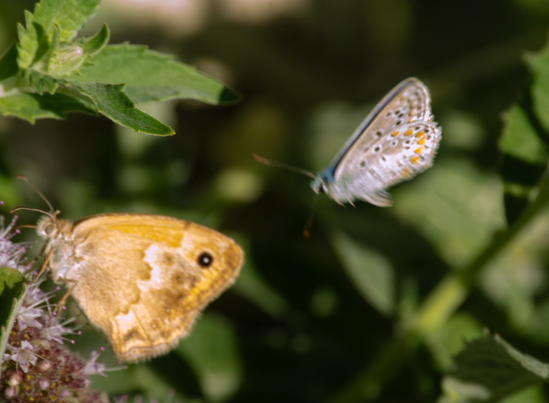 Fadet commun (ou Procris, Coenonympha pamphilus et Azuré de l'ajonc ou Petit argus (Plebejus argus)),